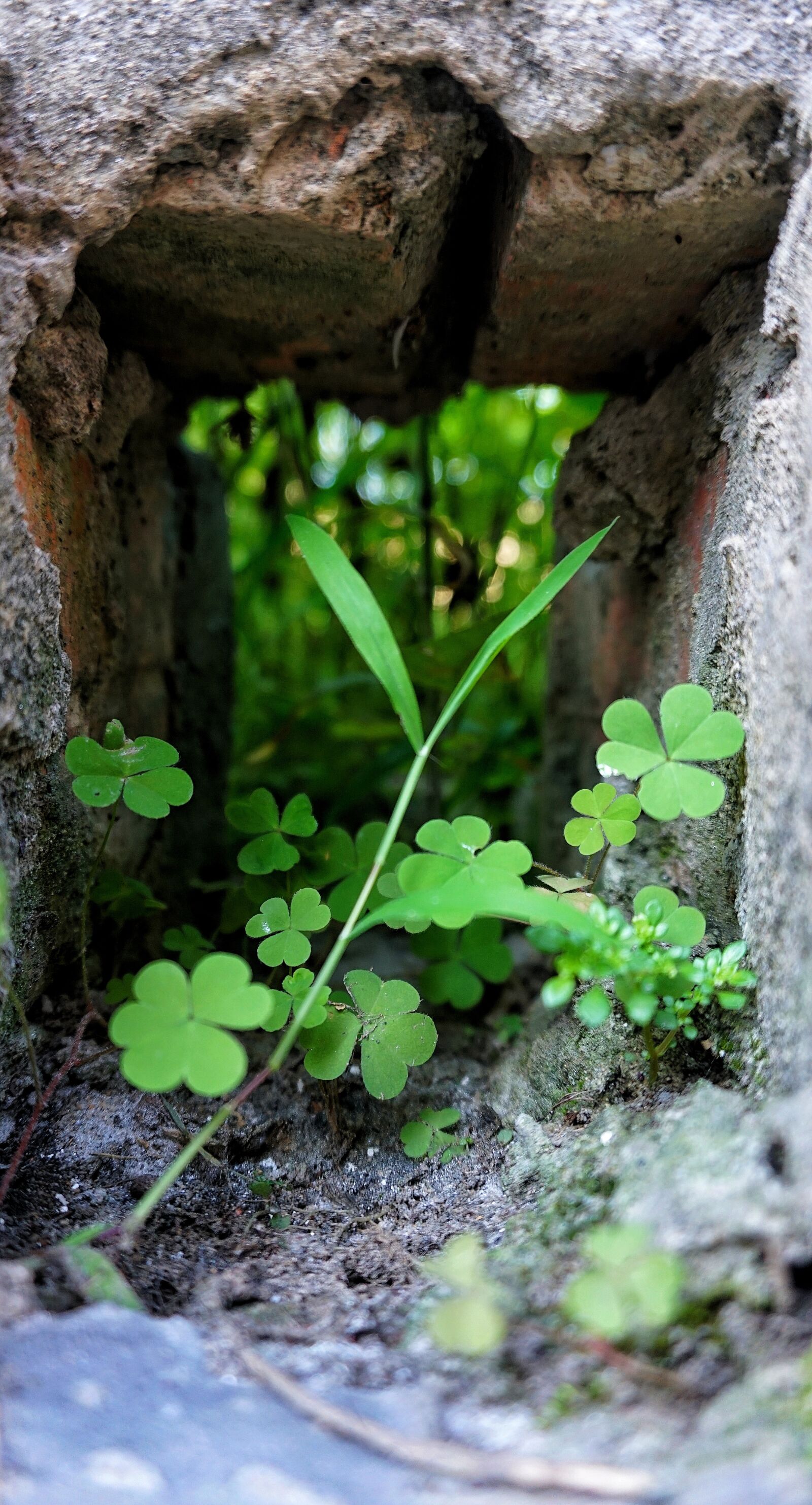 Sony a6300 sample photo. A little world, green photography