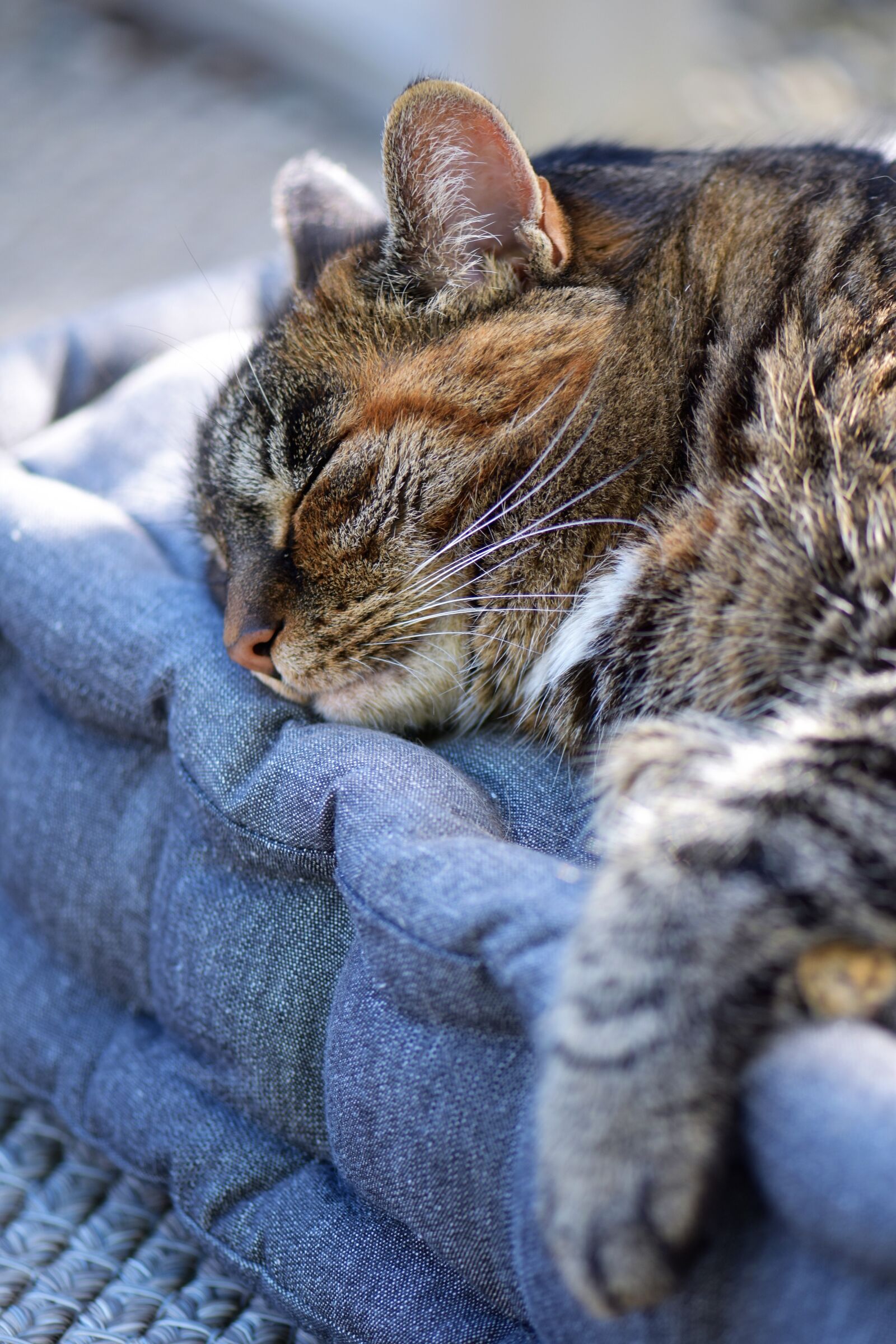 Nikon D5500 sample photo. Cat, mackerel, pet photography