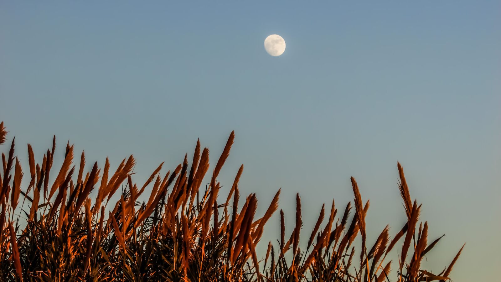 Canon PowerShot SX400 IS sample photo. Reeds, moon, nature photography
