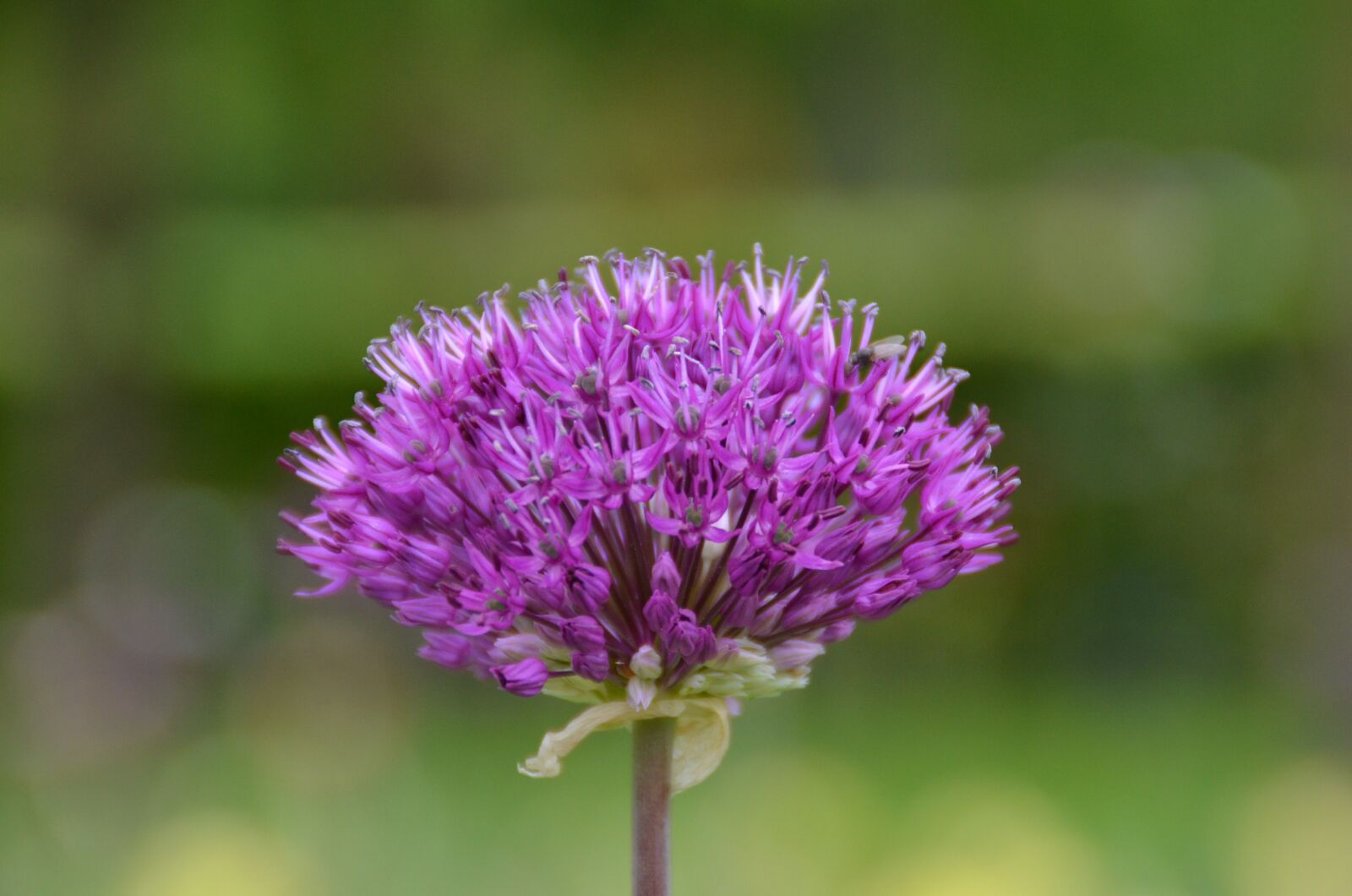 Nikon D5100 sample photo. Zierlauch flowering, keukenhof, holland photography