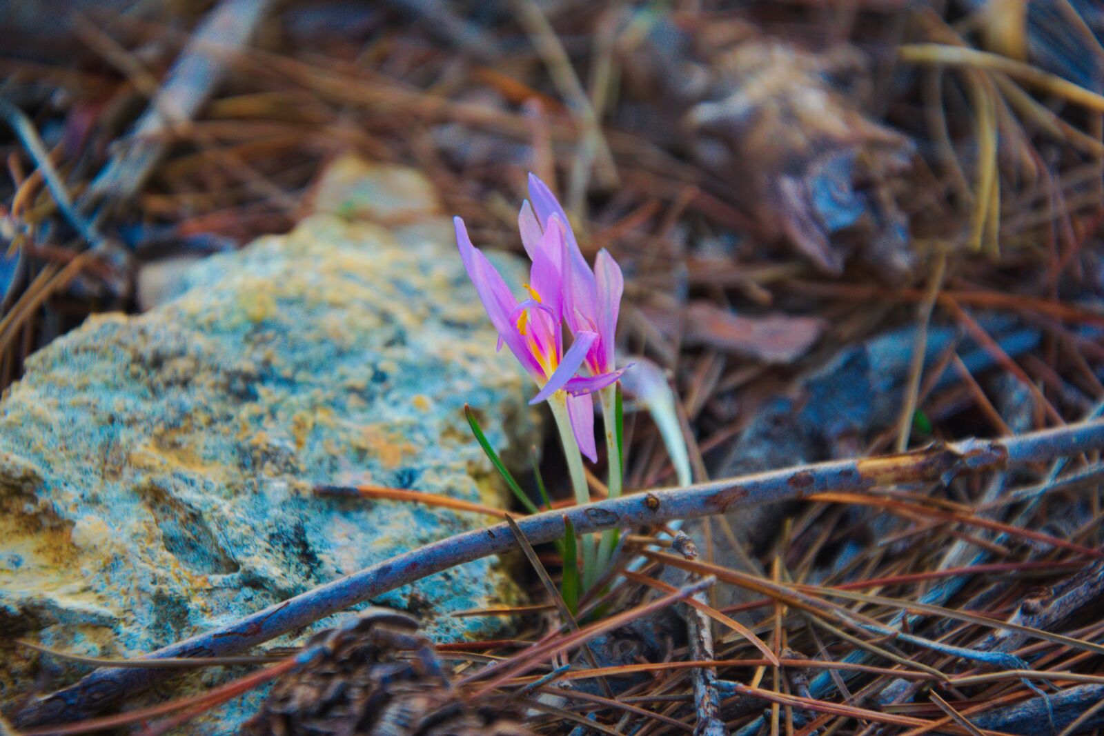 Nikon D3300 sample photo. Colchicum, fall, autumn photography