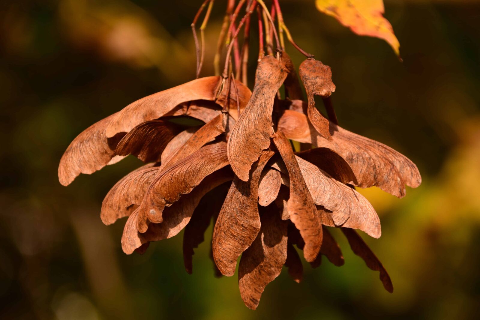 Nikon D3300 sample photo. Nature, daylight, brown, seed photography