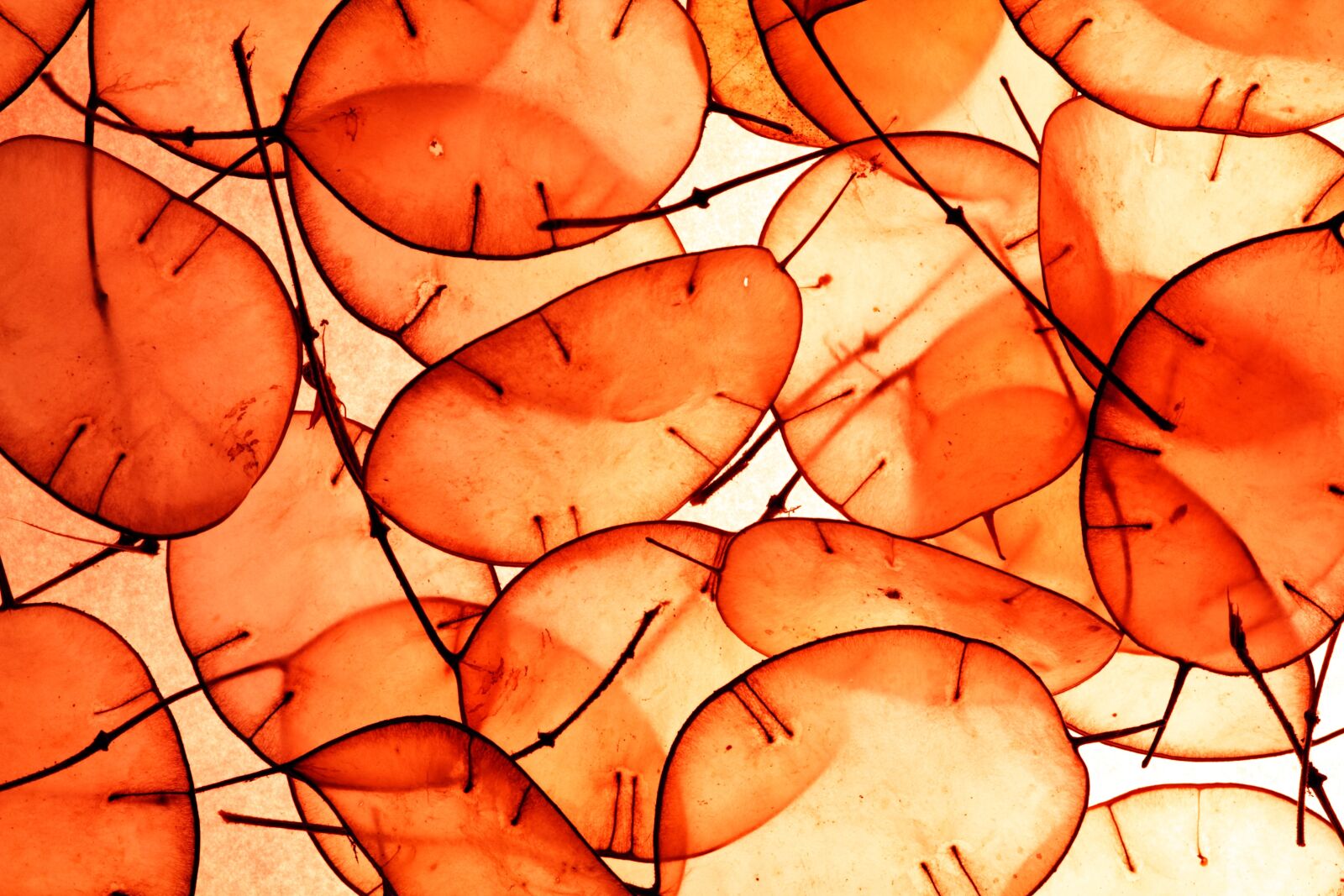 Canon EOS 550D (EOS Rebel T2i / EOS Kiss X4) sample photo. Orange, abstract, plants photography