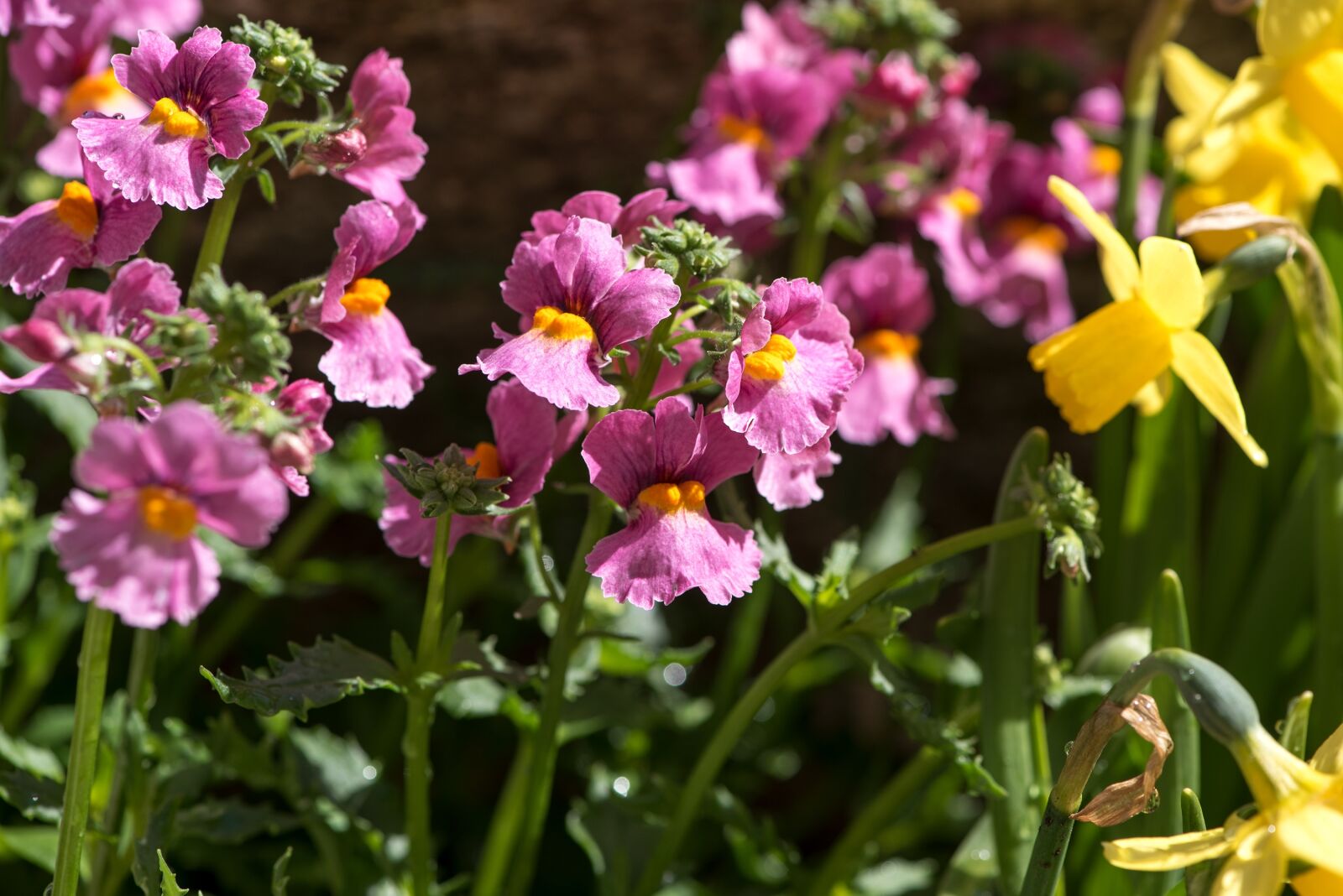 Nikon D750 sample photo. Flowers, garden, colorful photography