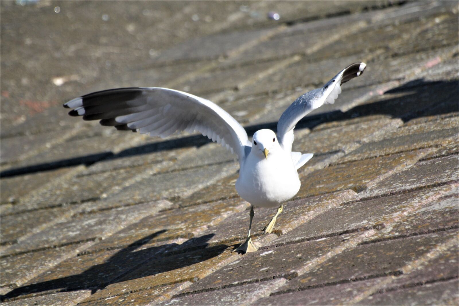 Canon EOS 1000D (EOS Digital Rebel XS / EOS Kiss F) sample photo. Animal, bird, seagull photography