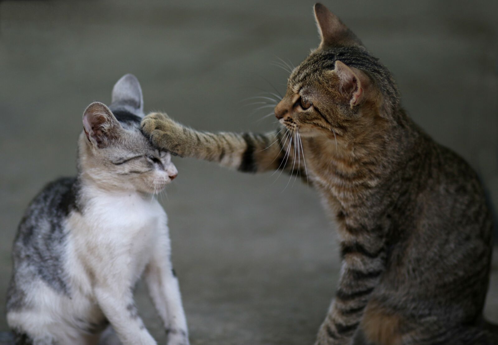 Canon EF 85mm F1.8 USM sample photo. Cat, two, play photography