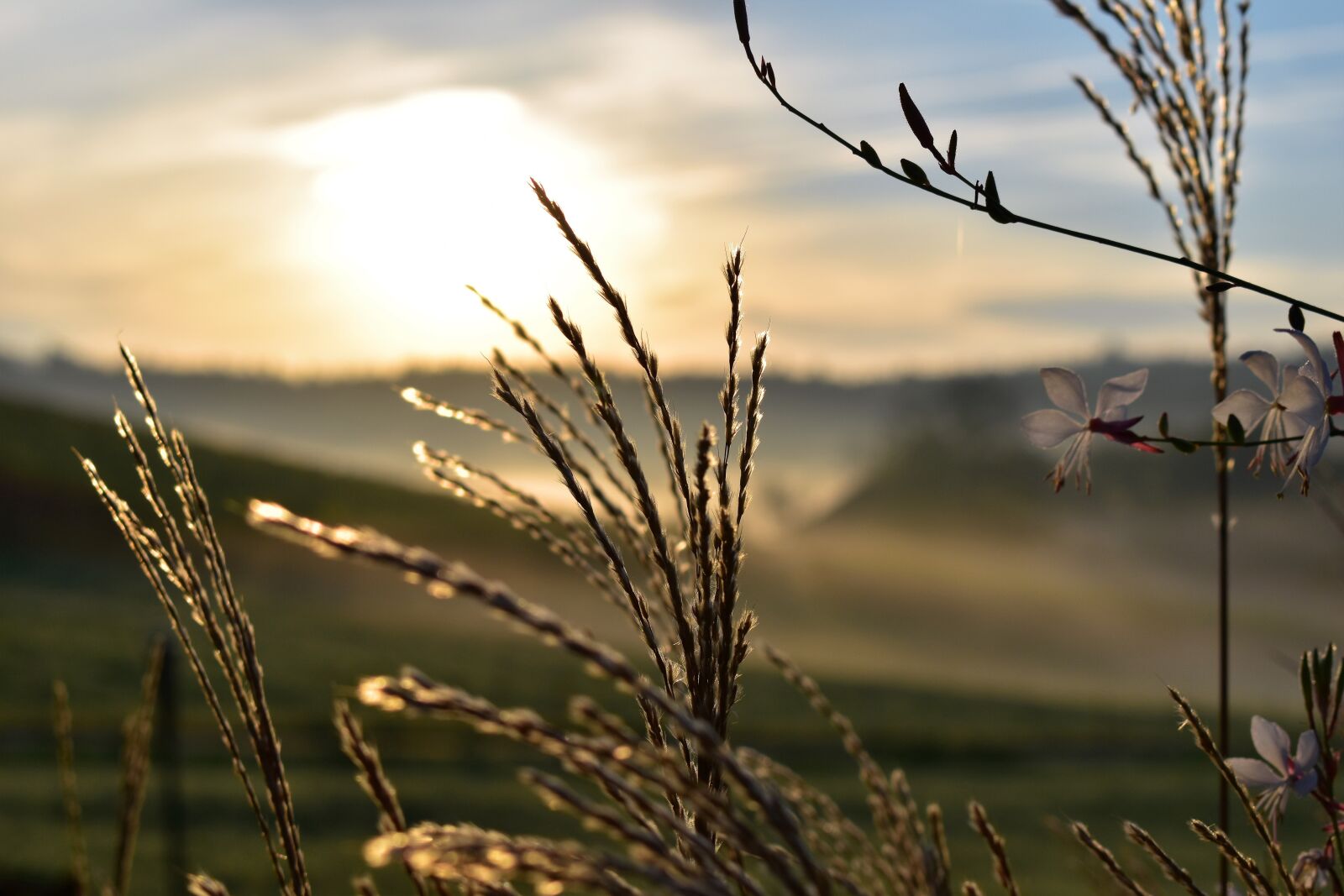 Nikon D5500 sample photo. Grasses, nature, landscape photography