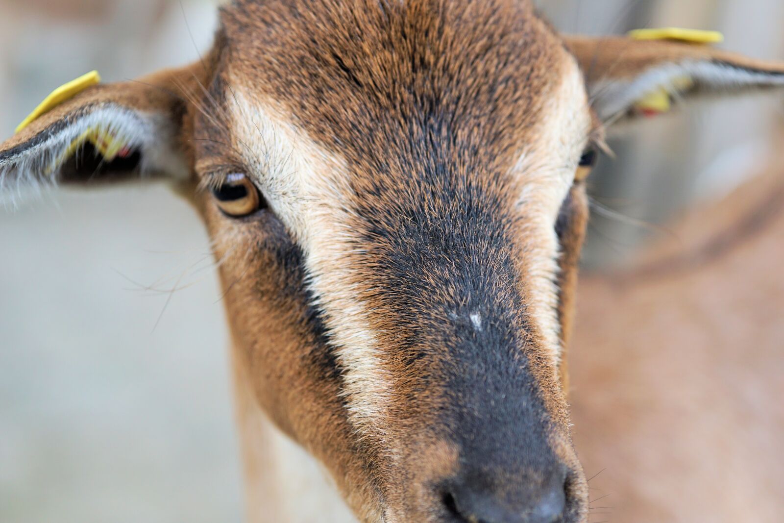 Sony a6000 sample photo. Goat, dwarf goat, pet photography