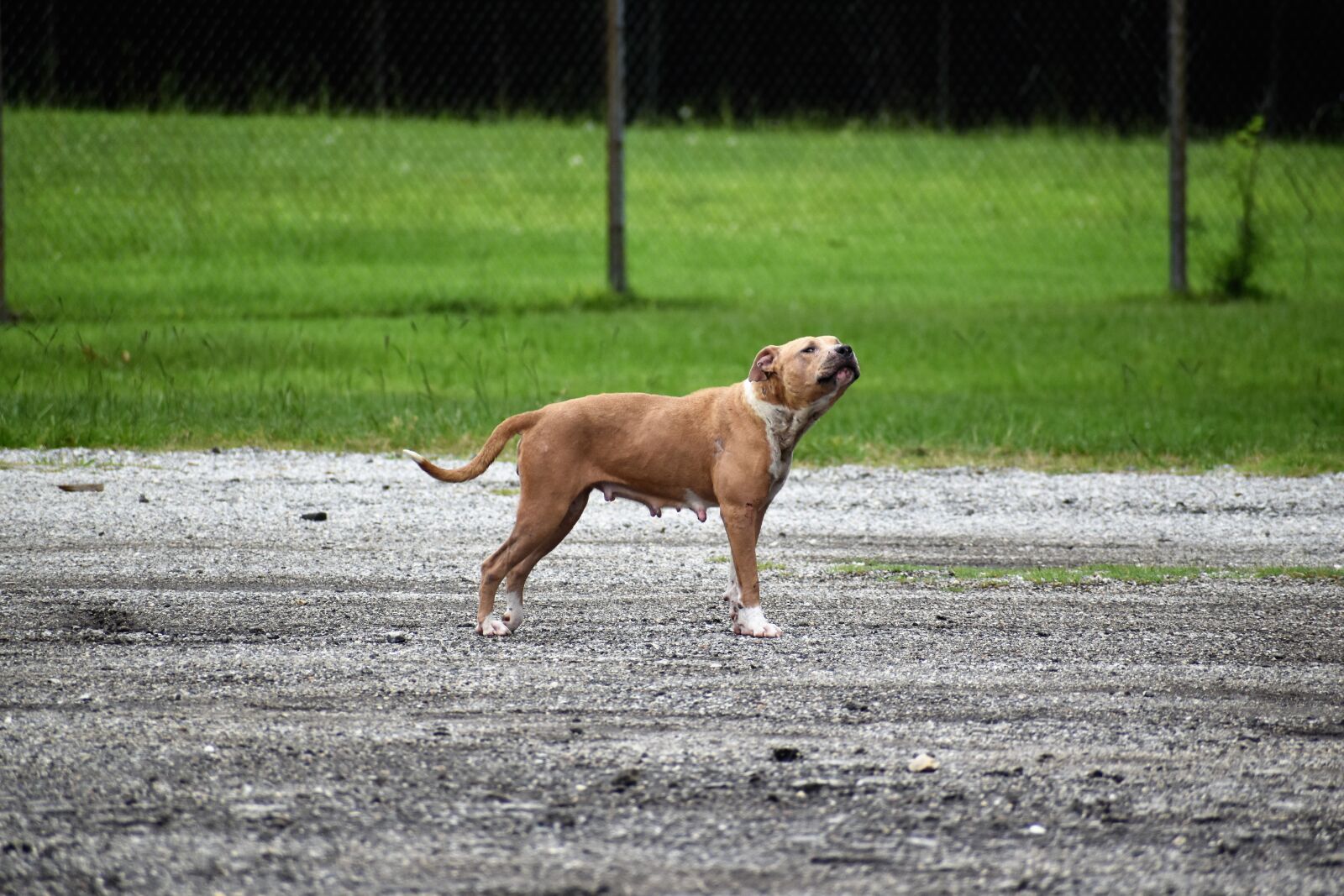 Nikon D3500 sample photo. Dog, pit, pitbull photography