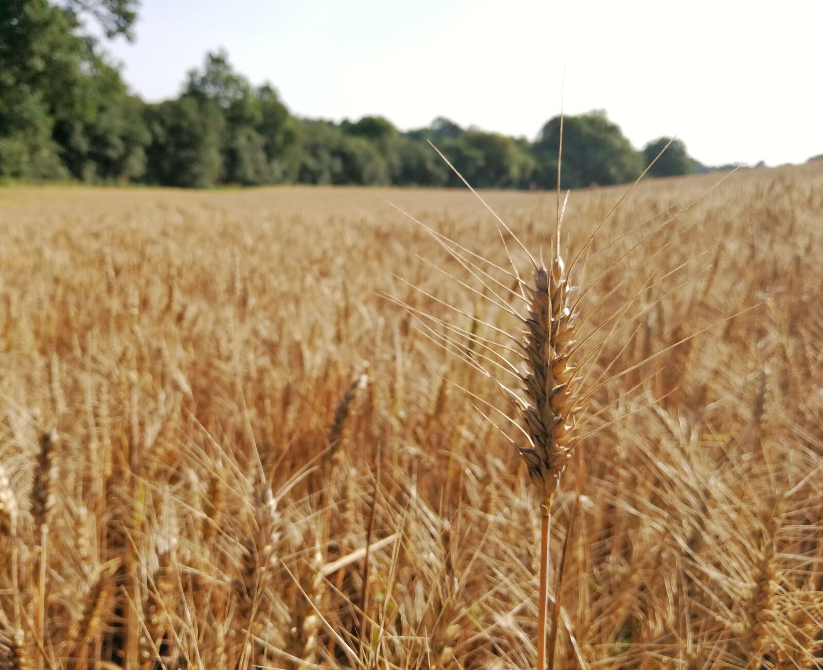 HUAWEI Mate 9 sample photo. Wheat, field, grain photography