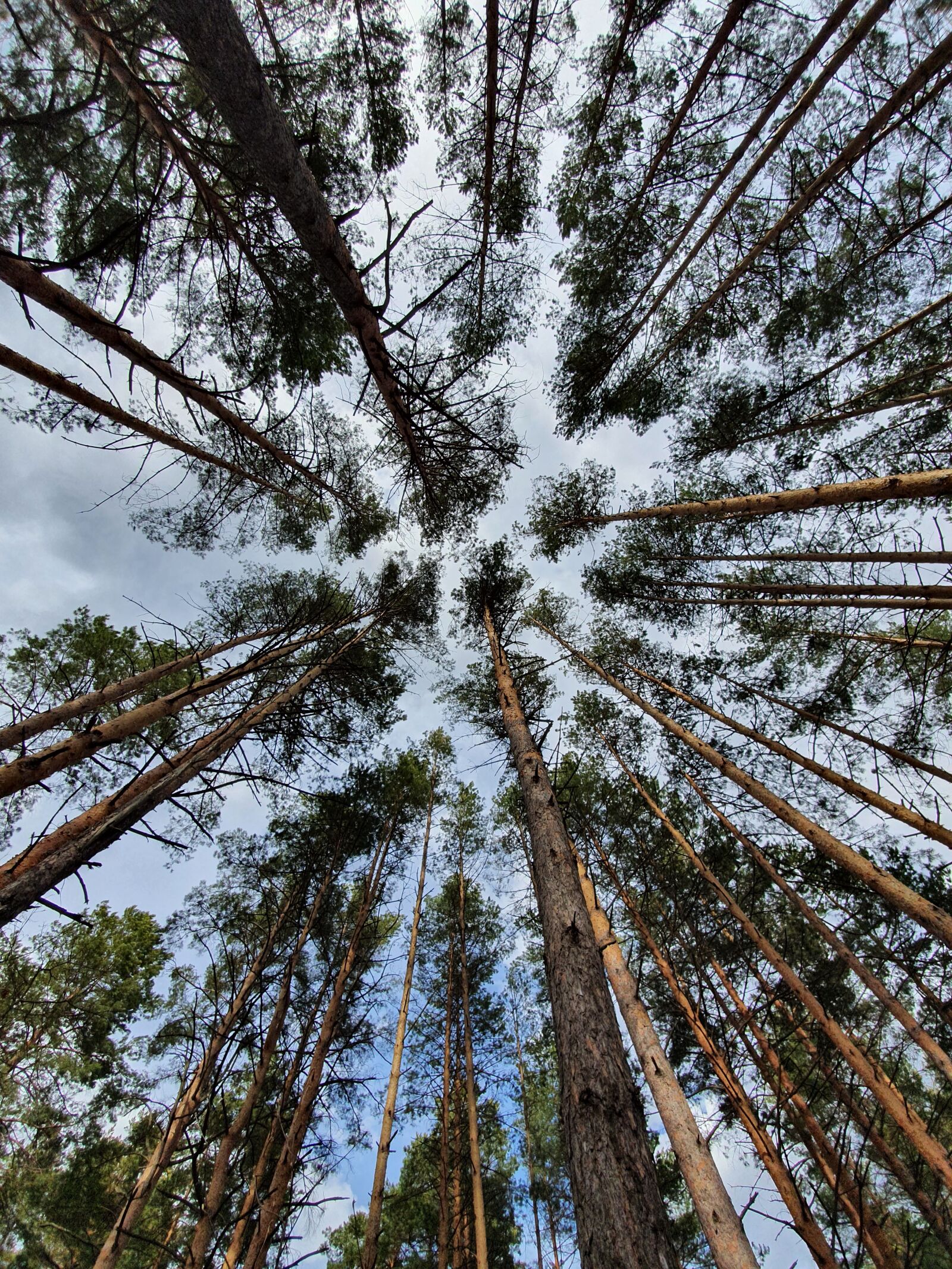 Samsung Galaxy S10 sample photo. Nature, forest, pine photography
