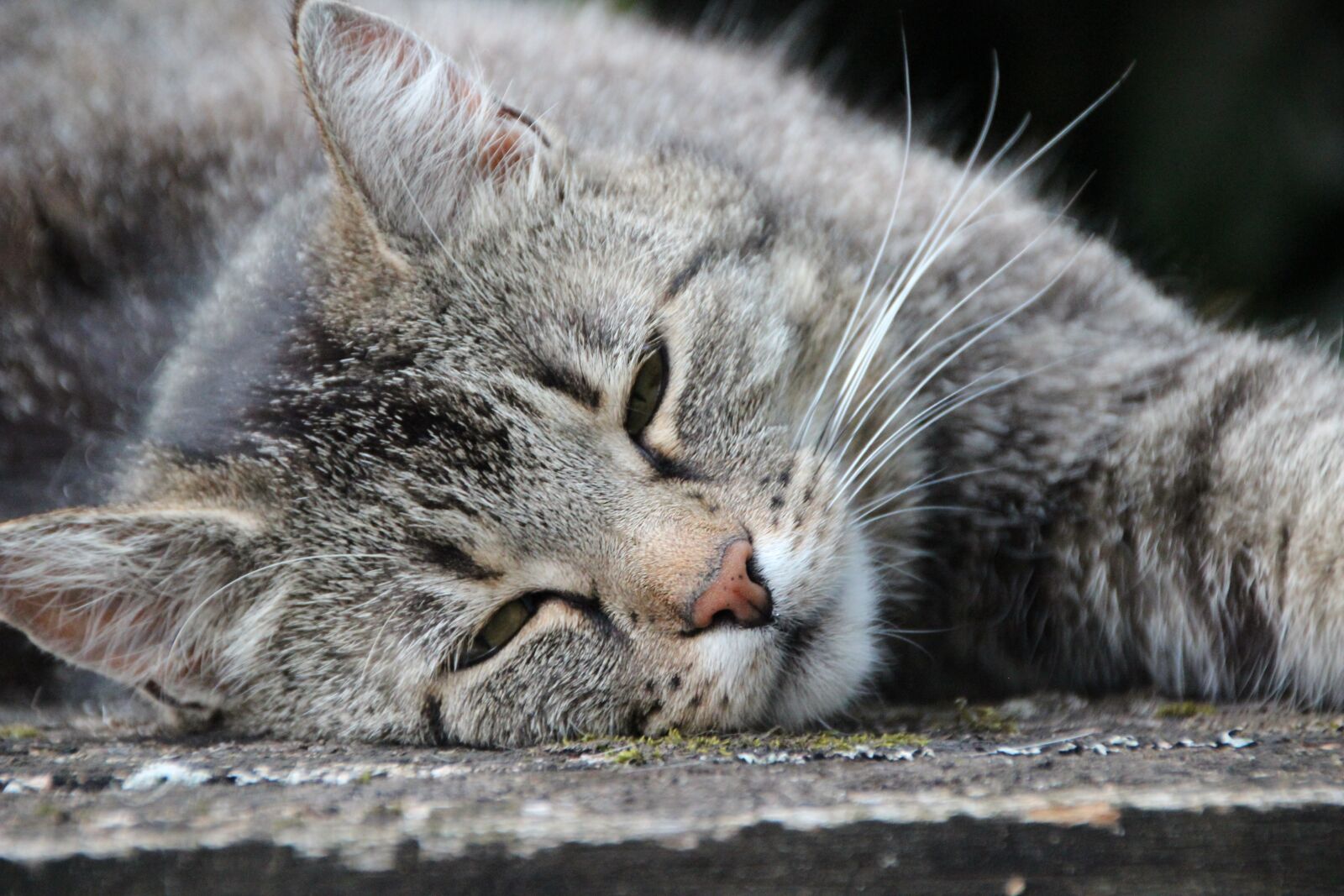 Canon EOS 600D (Rebel EOS T3i / EOS Kiss X5) sample photo. Cat, grey tiger, pet photography