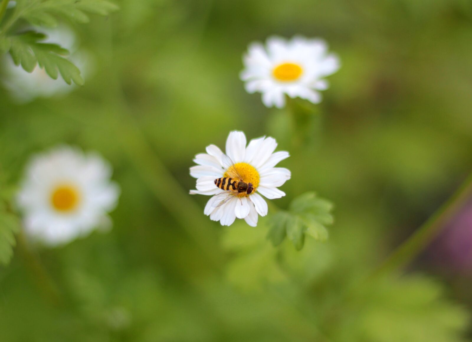 Canon EOS 600D (Rebel EOS T3i / EOS Kiss X5) + Canon EF 50mm F1.8 STM sample photo. Tanacetum parthenium, feverfew, garden photography