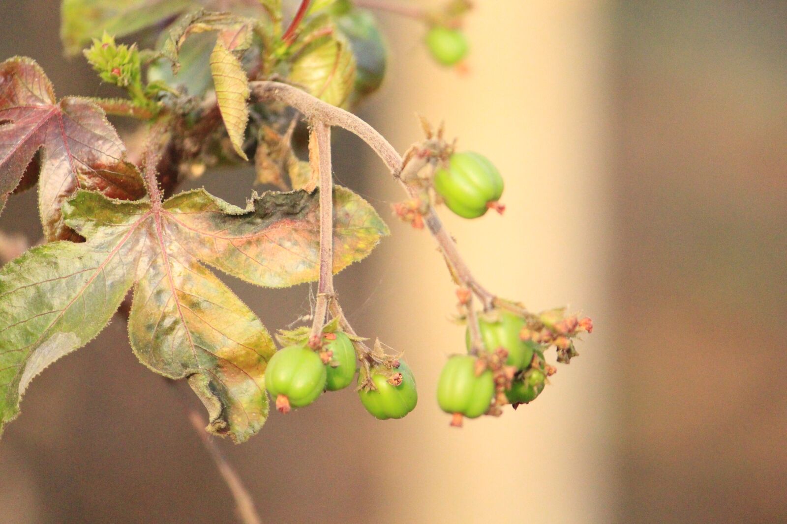Canon EOS 700D (EOS Rebel T5i / EOS Kiss X7i) sample photo. Nature, beautiful, forest photography