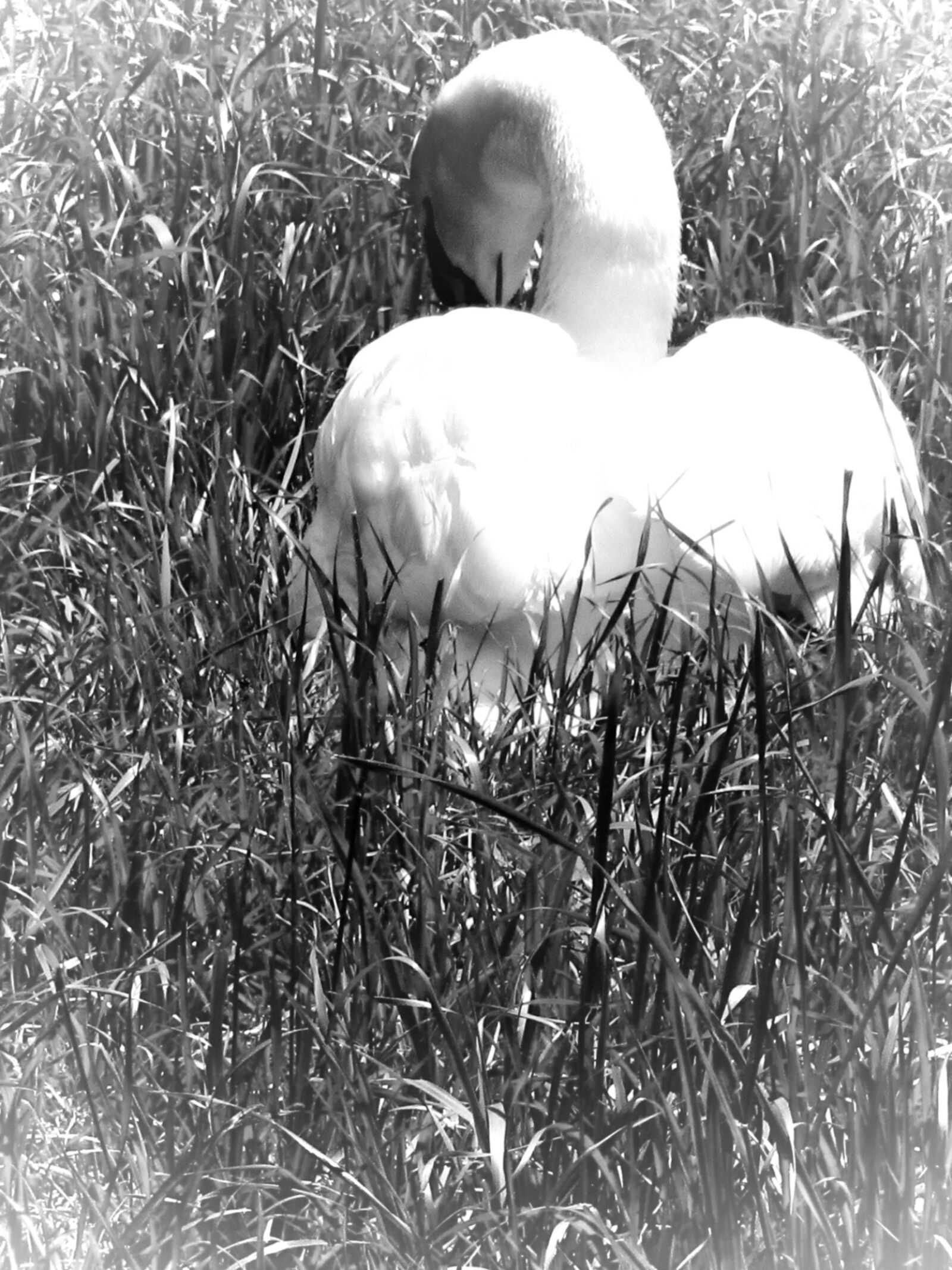 Canon PowerShot SX620 HS sample photo. Animal, bird, black, and photography