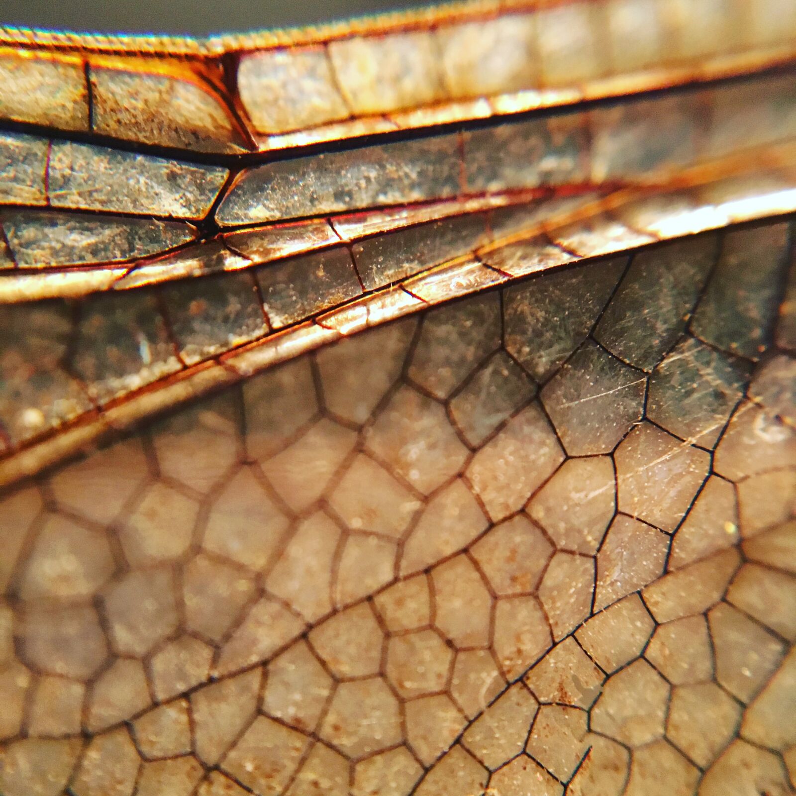 Apple iPhone 6s sample photo. Nature, macro, dragonfly photography