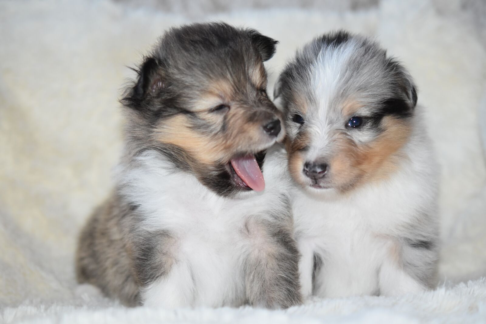 Nikon D5600 sample photo. Puppies, puppies shetland sheepdog photography