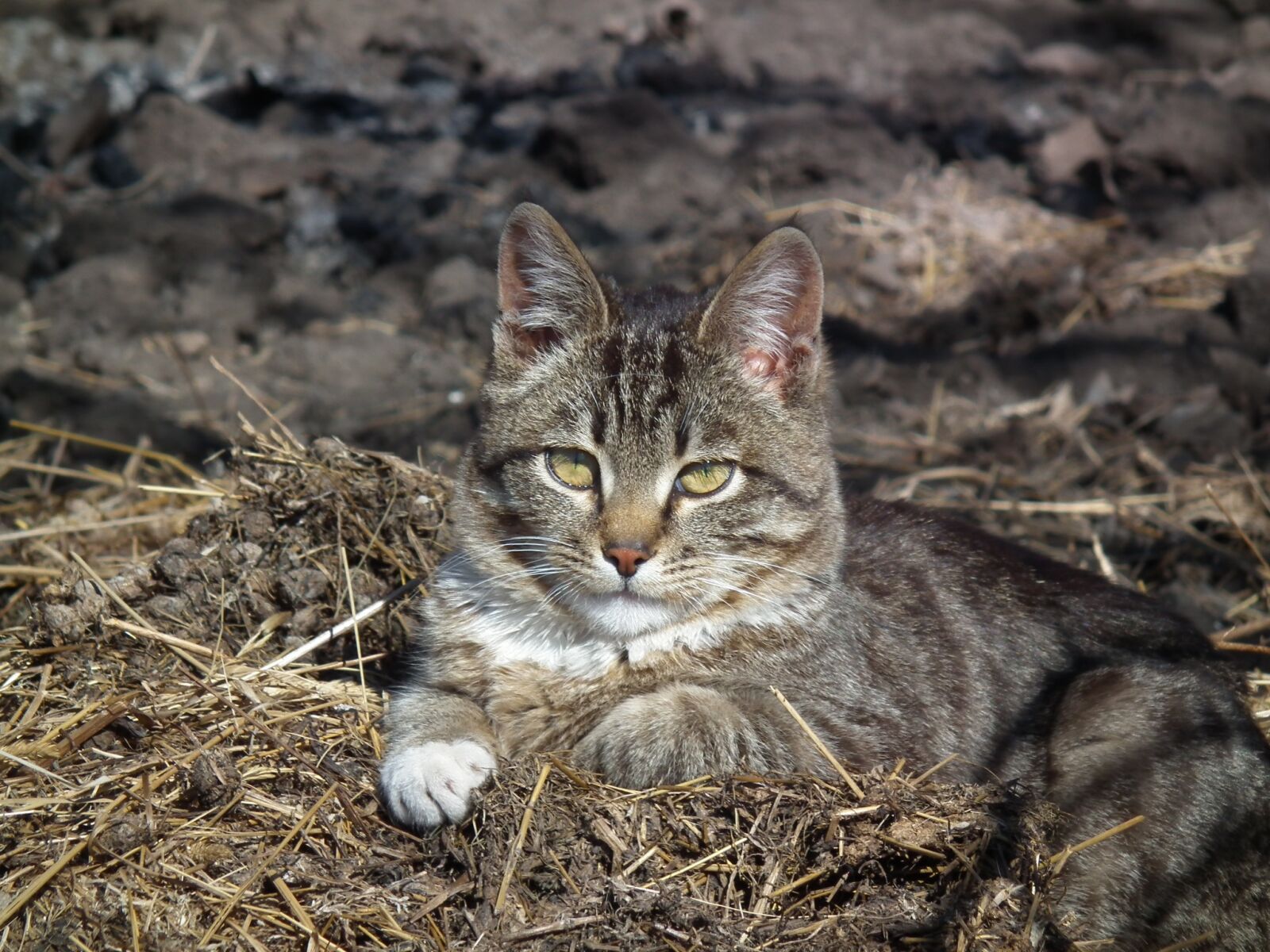 FujiFilm FinePix HS10 (FinePix HS11) sample photo. Cat, haus katzer, mieze photography