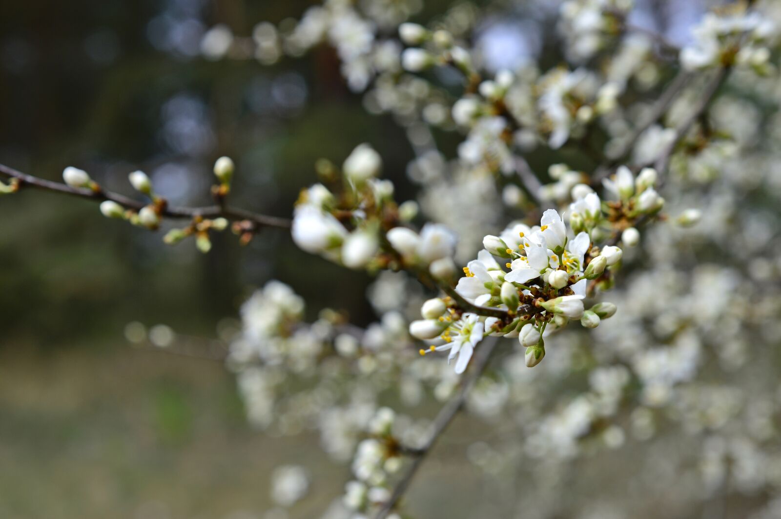 Nikon D3200 sample photo. Sloes, blackthorn, blackthorn flowers photography