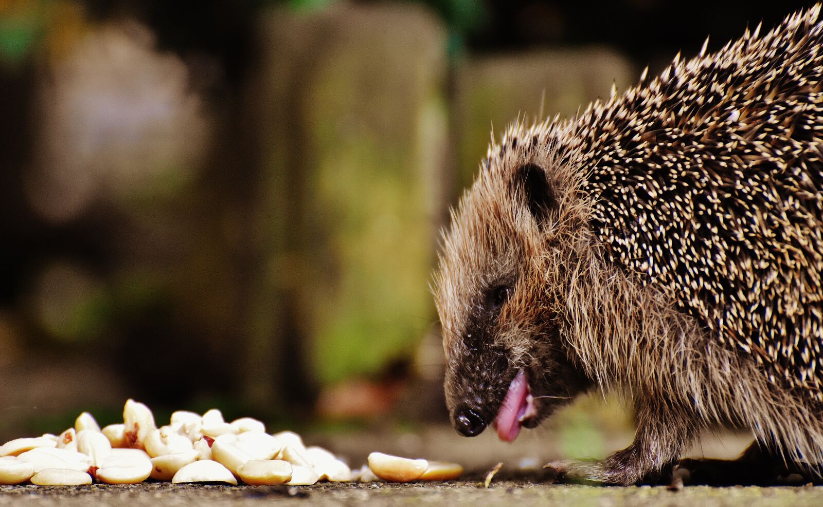 Nikon D7200 sample photo. Hedgehog child, young hedgehog photography