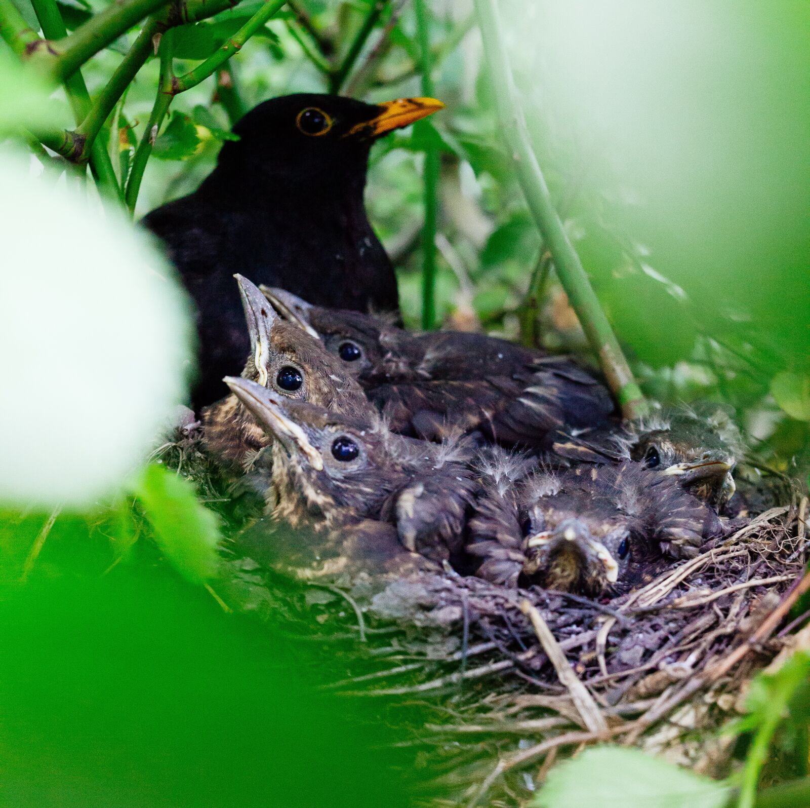 Canon EOS 5D Mark II sample photo. Nestling, bird, nest photography