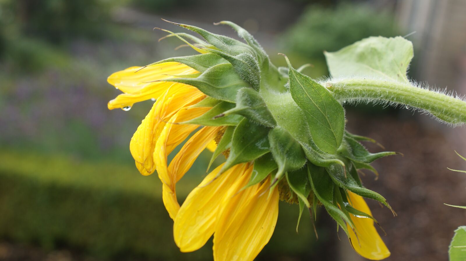 Sony Alpha DSLR-A350 sample photo. Sunflower, garden, button photography