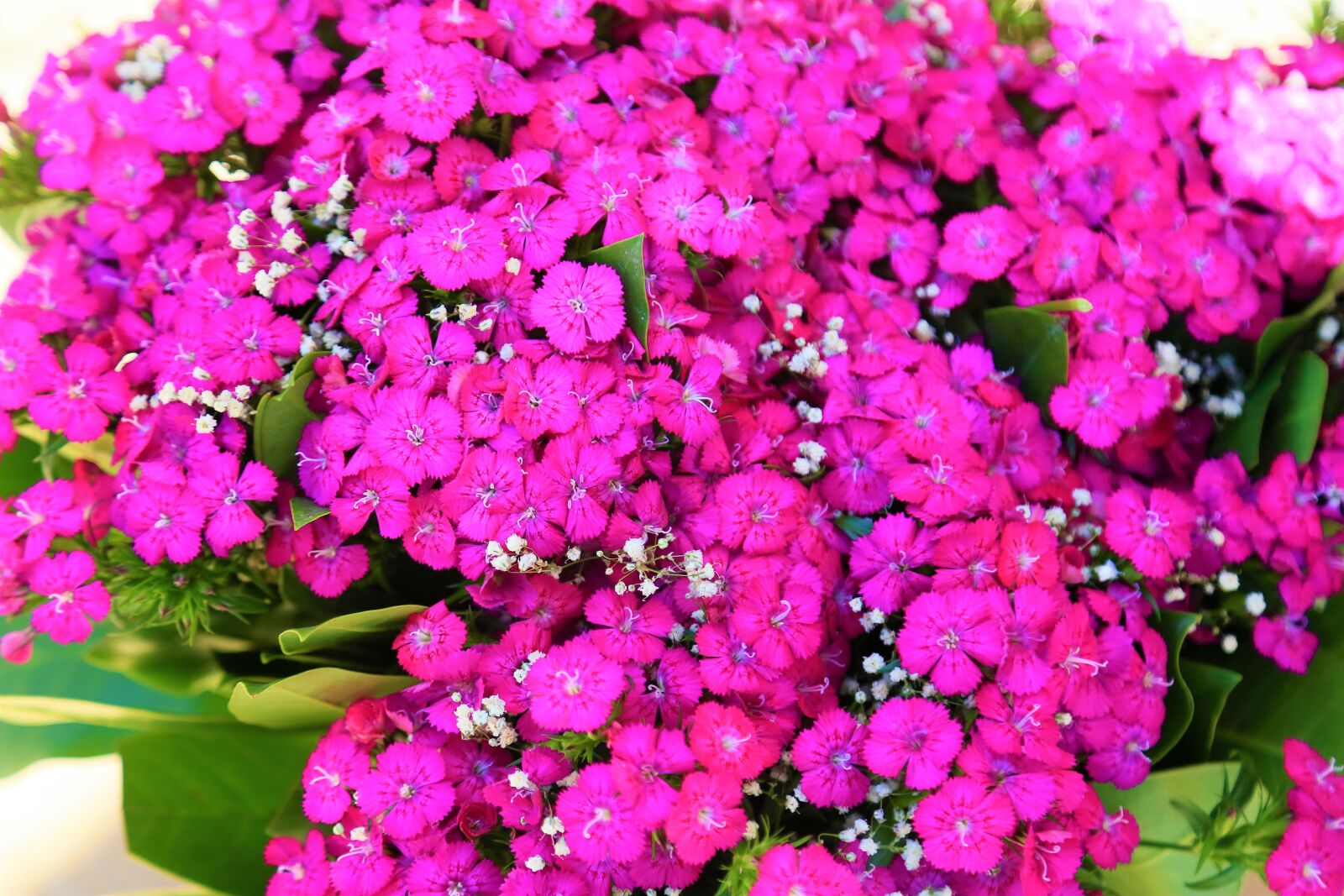 Canon EF 24-105mm F4L IS USM sample photo. Flowers, pink, spring photography