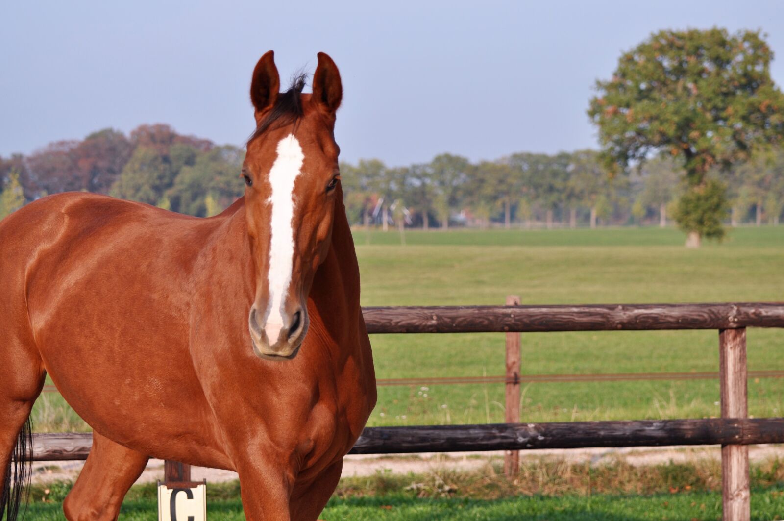 Nikon D5000 sample photo. Horse, horses, watch photography