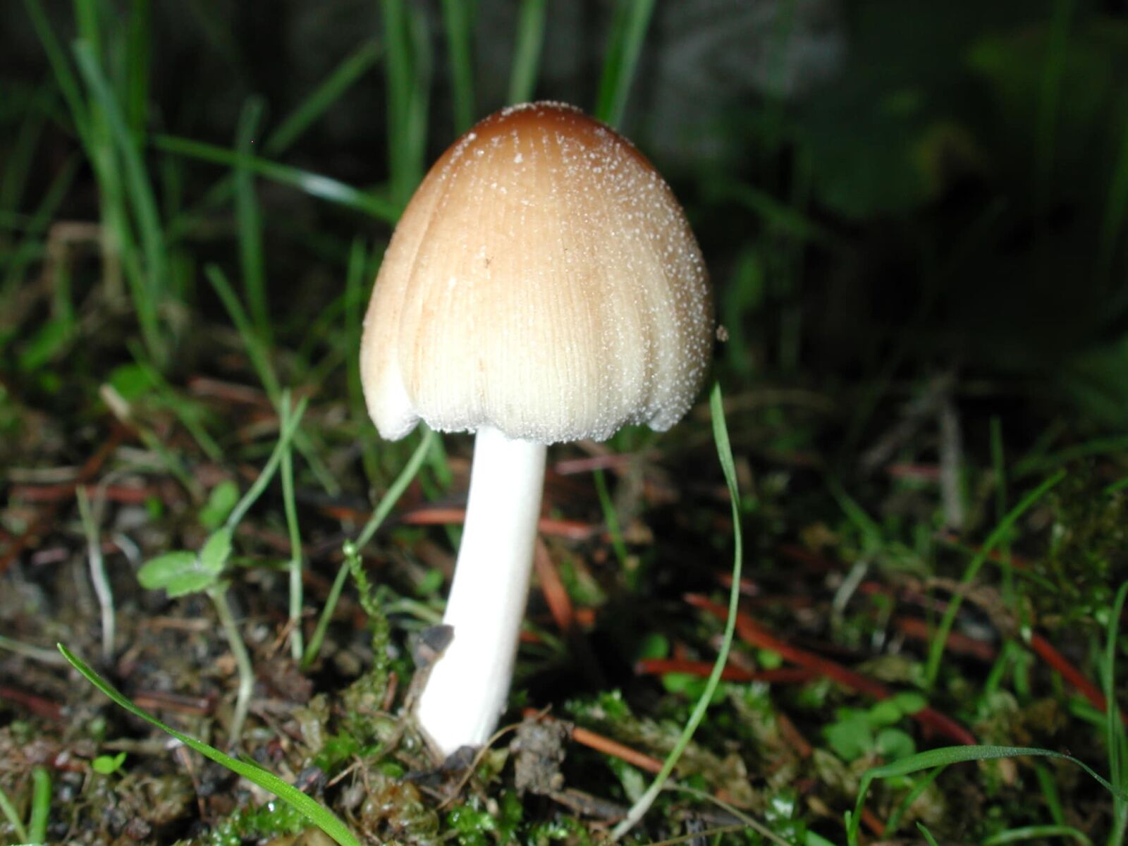 Nikon E990 sample photo. Wood, mushroom, nature, grass photography
