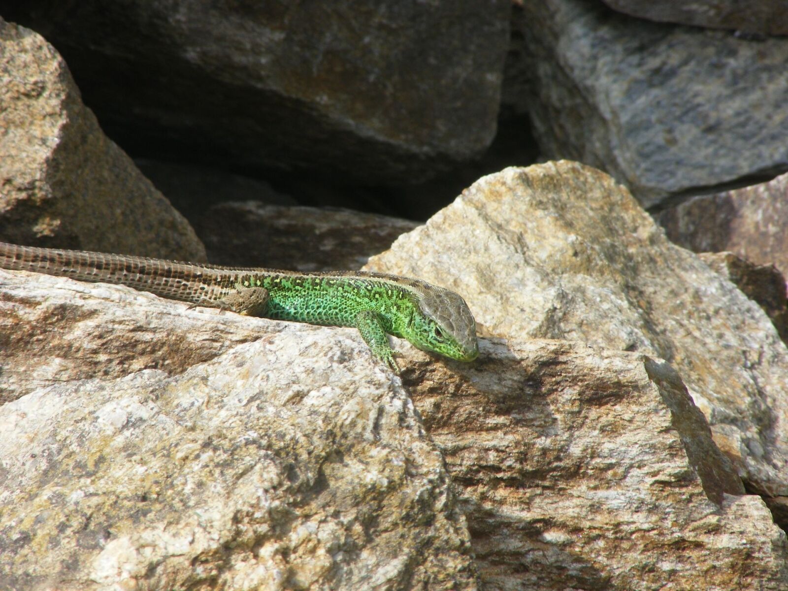 Fujifilm FinePix S5800 S800 sample photo. Lizard, sand lizard, animals photography