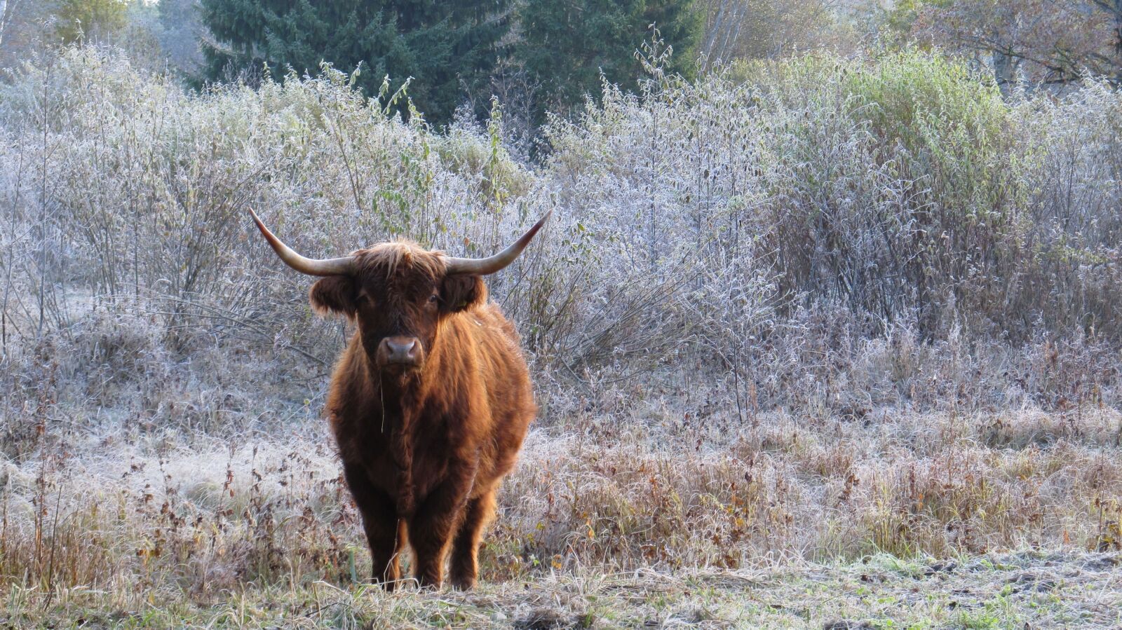 Canon PowerShot SX130 IS sample photo. Animals, mammal, grazing animal photography