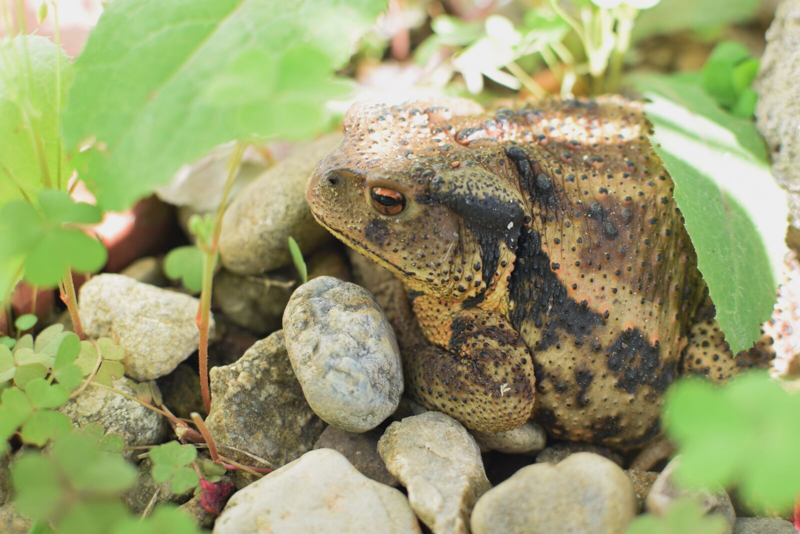 Nikon D5300 sample photo. Korean toad, toad, korea photography