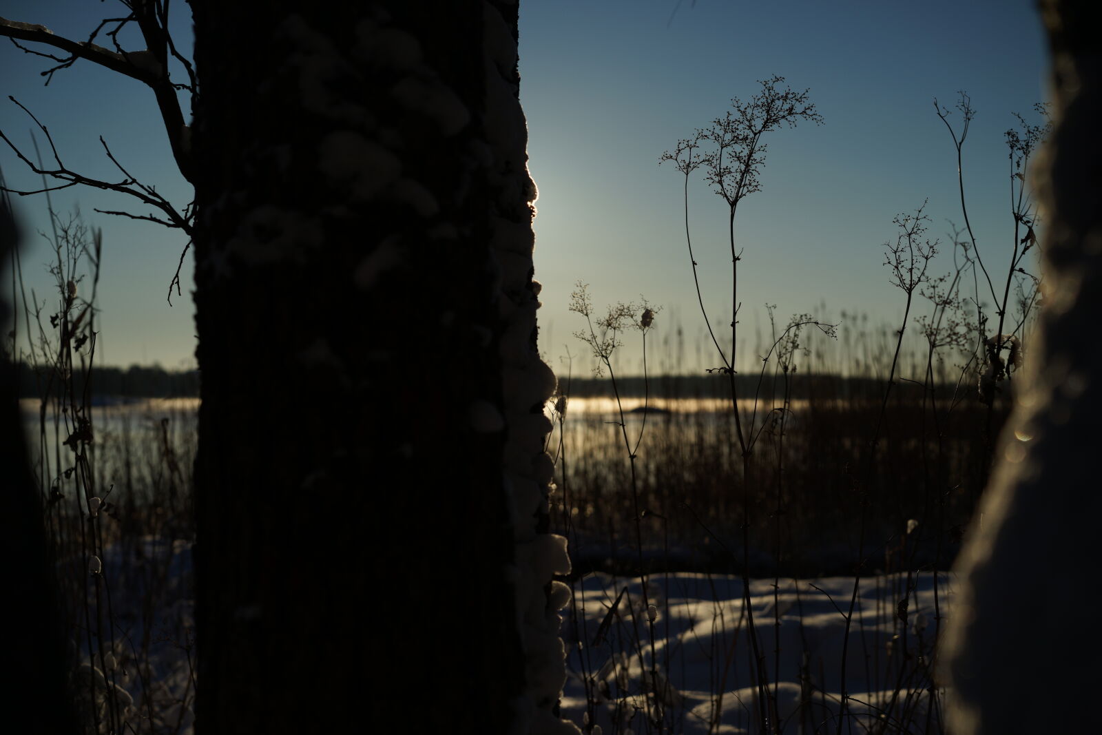 Sony Sonnar T* FE 55mm F1.8 ZA sample photo. Morning winter photography