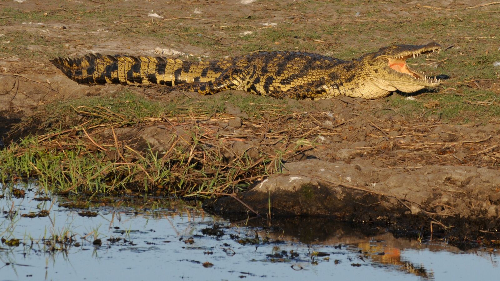 Nikon D300 sample photo. Crocodile, botswana, chobe photography