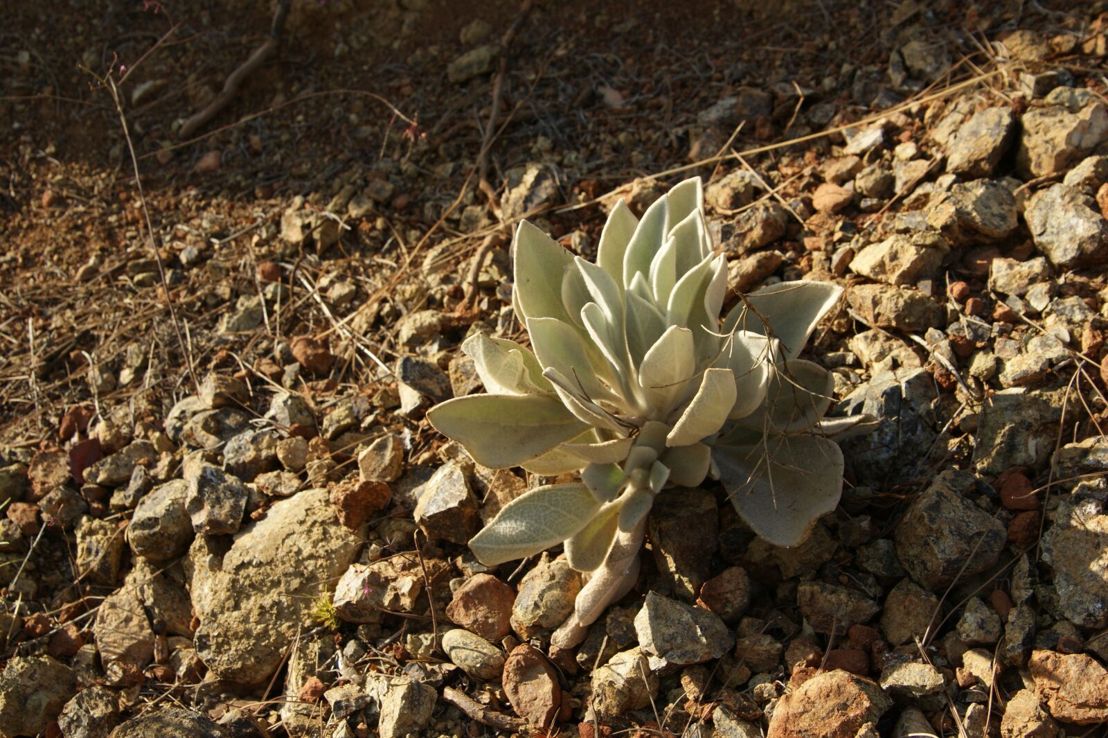 Sony Alpha DSLR-A350 sample photo. Nature, dry, plant photography
