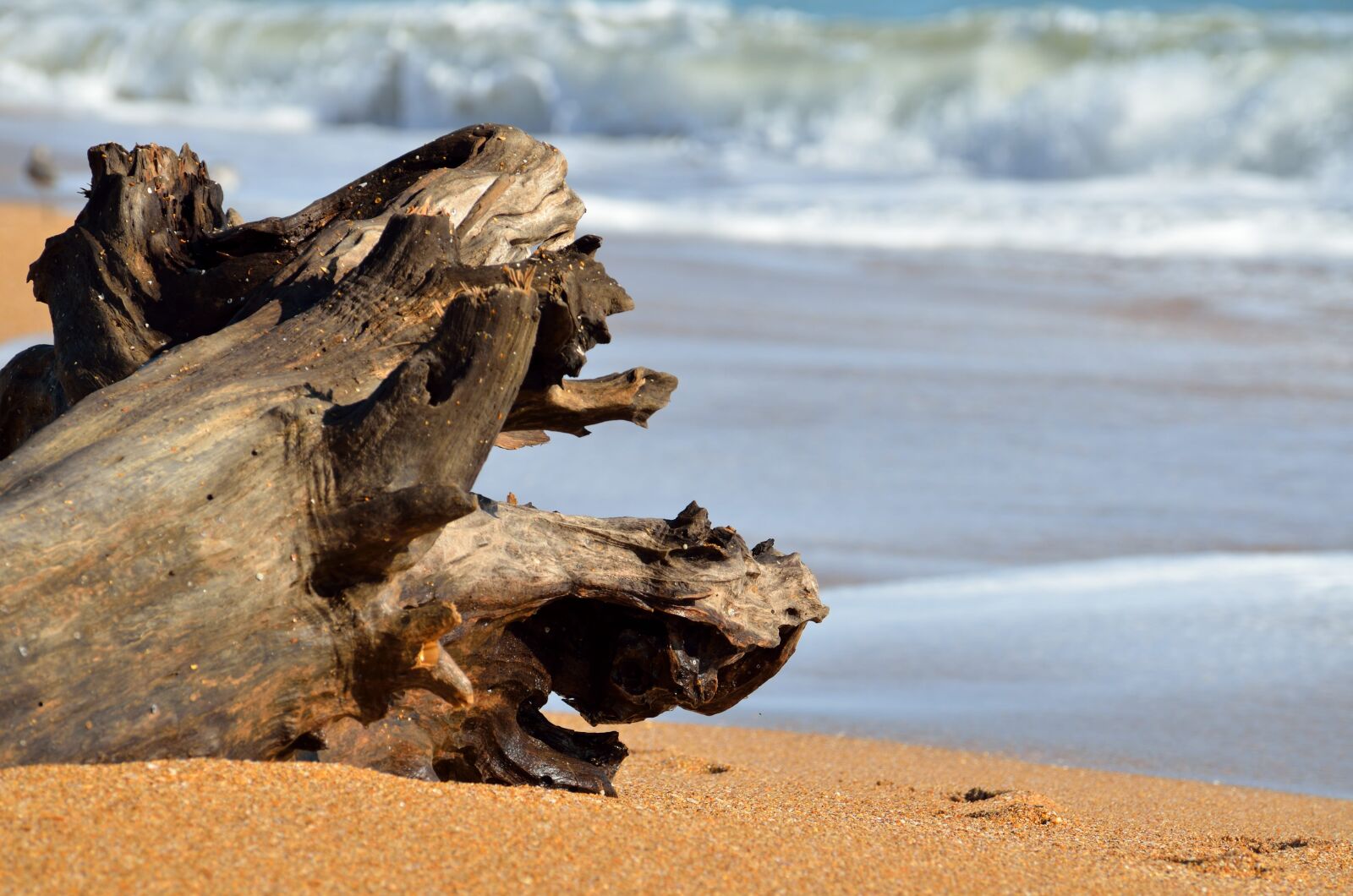 Nikon D7000 sample photo. Driftwood, beach, ocean photography