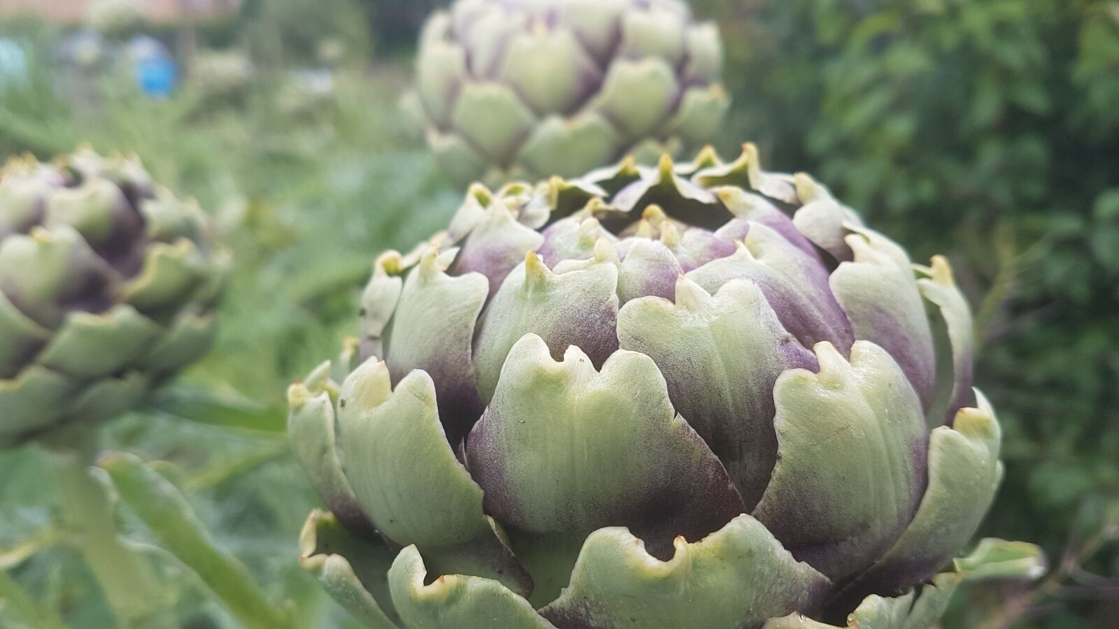 Samsung Galaxy S7 Edge sample photo. Allotment, nature, plant photography