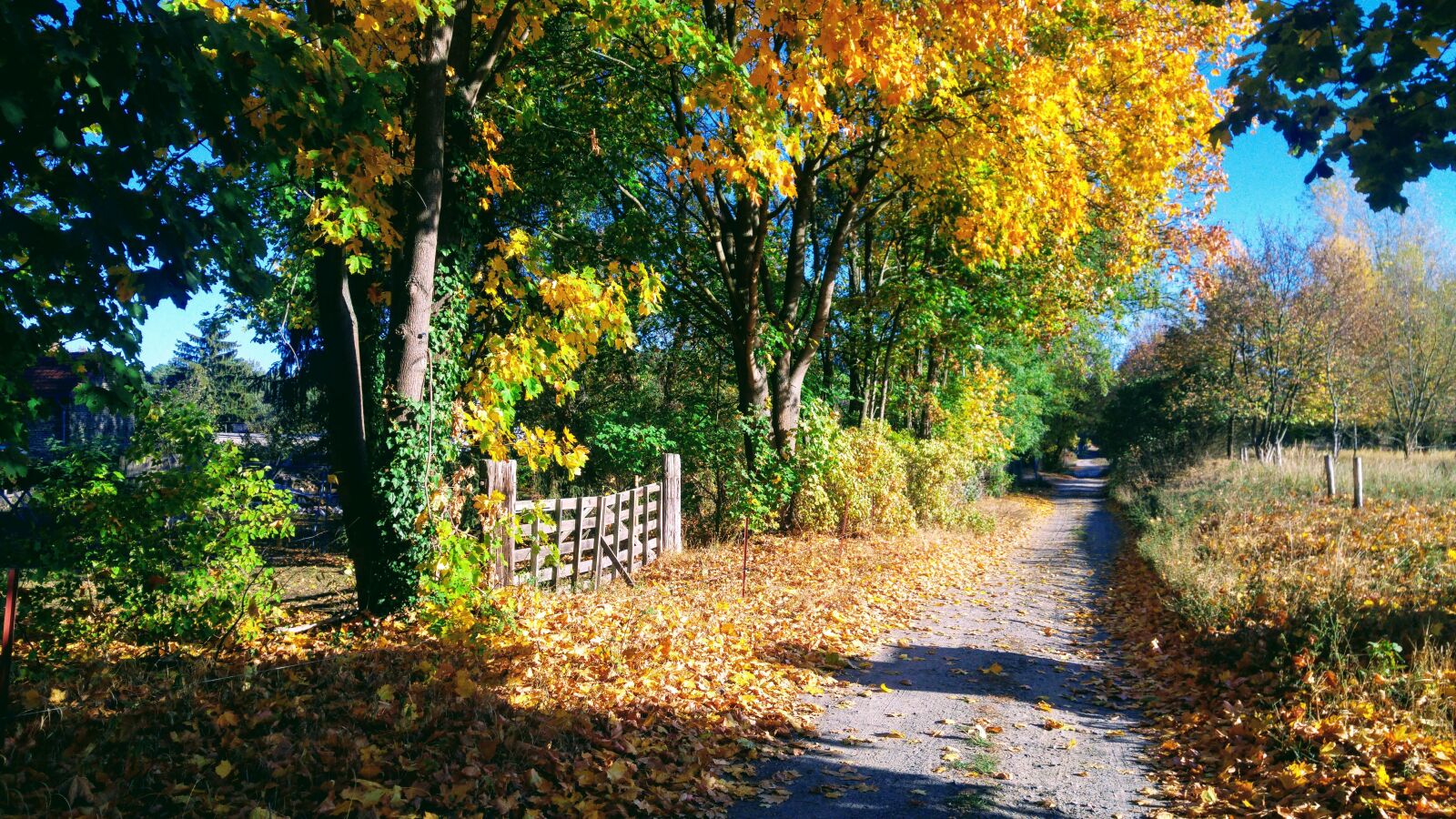 LG G4 sample photo. Germany, brandenburg, autumn photography