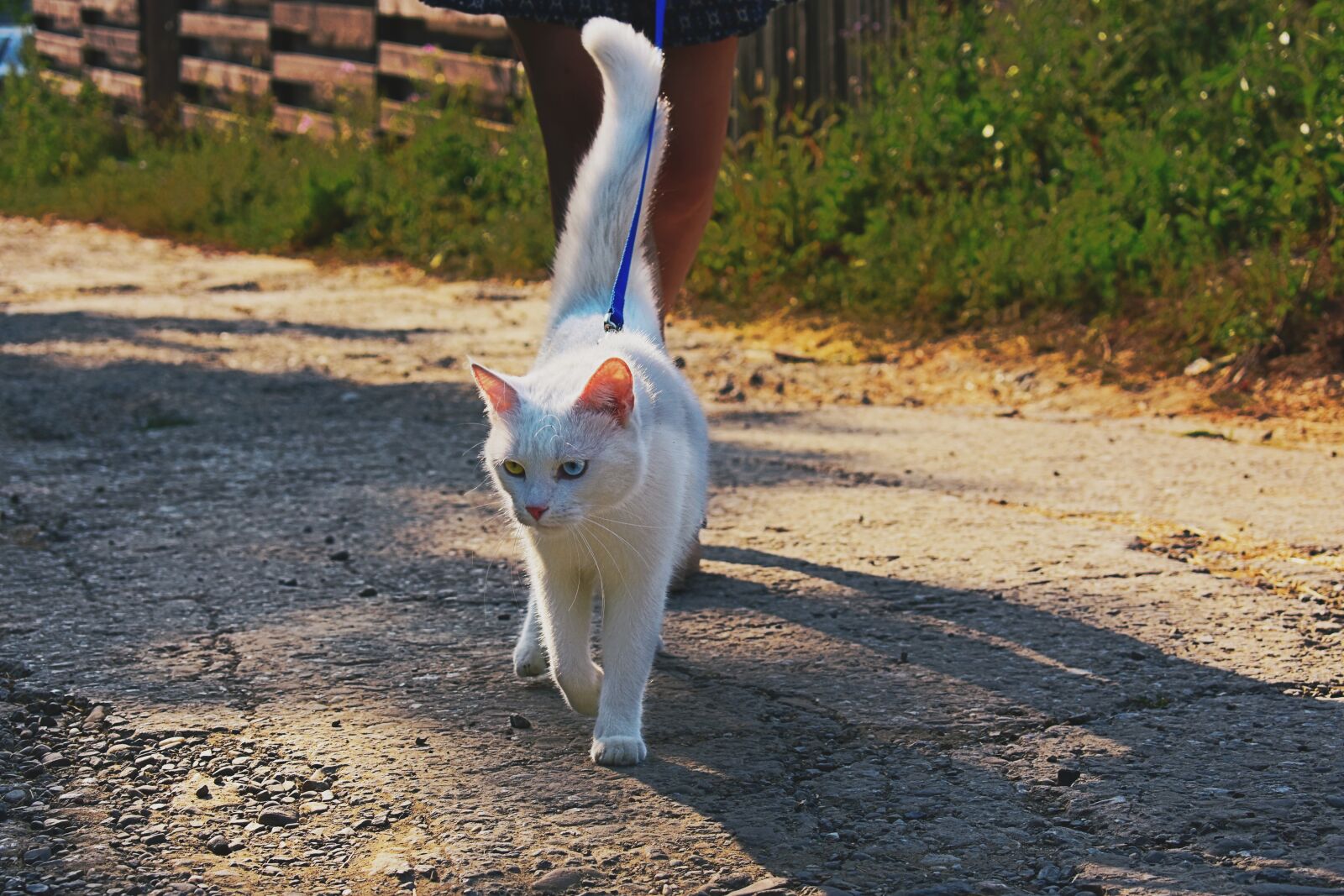 Nikon D3400 sample photo. Cat, walk, park photography