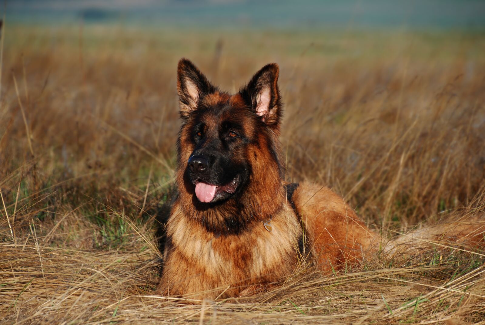 Nikon D80 sample photo. Sch fer dog, dog photography