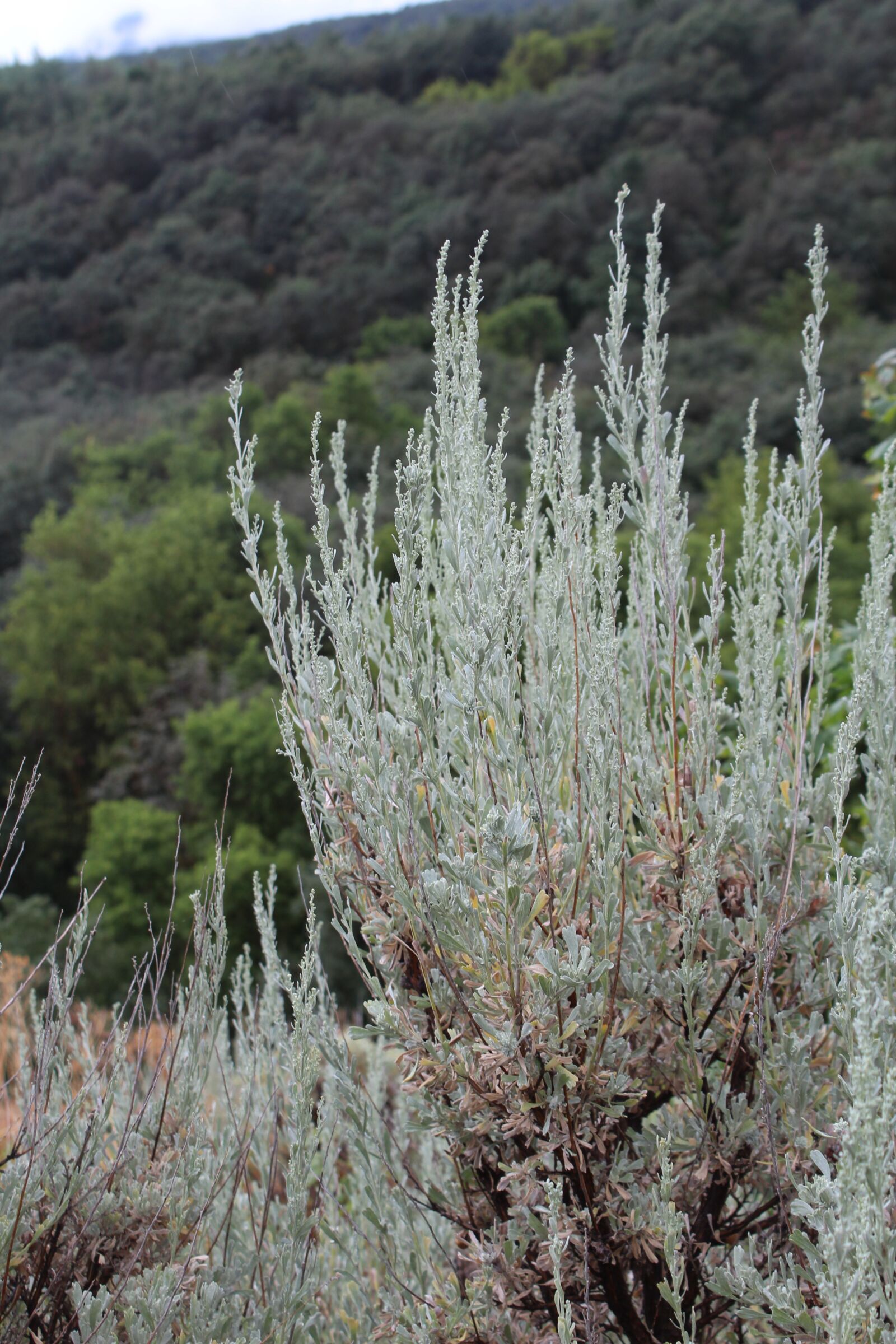 Canon EOS 1300D (EOS Rebel T6 / EOS Kiss X80) sample photo. Sagebrush, mountain, green photography