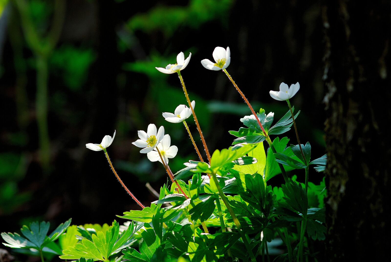 Nikon D200 sample photo. Widower wind flower, wildflower photography