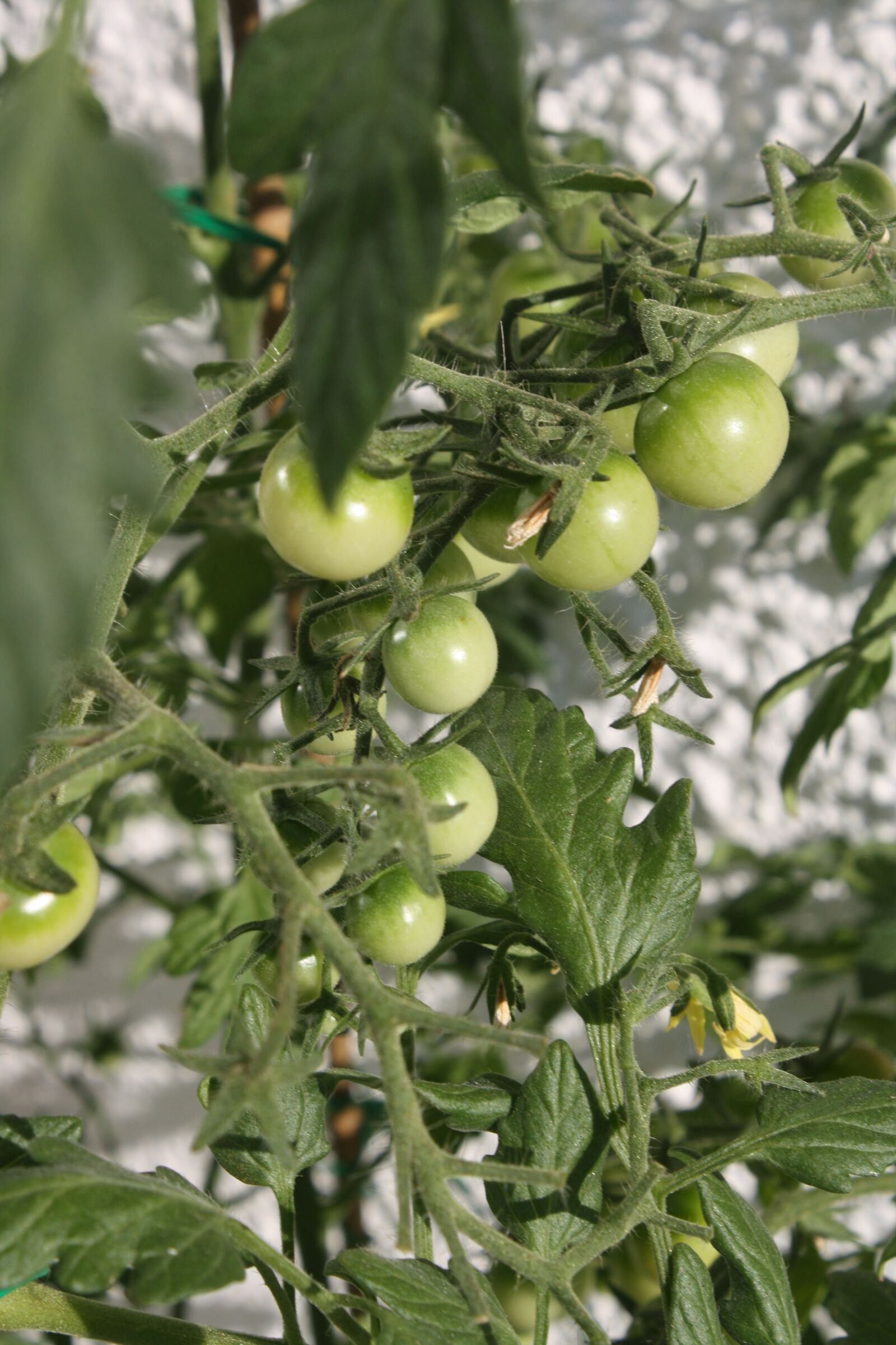 Canon EOS 1000D (EOS Digital Rebel XS / EOS Kiss F) sample photo. Cherry, tomatoes, green photography