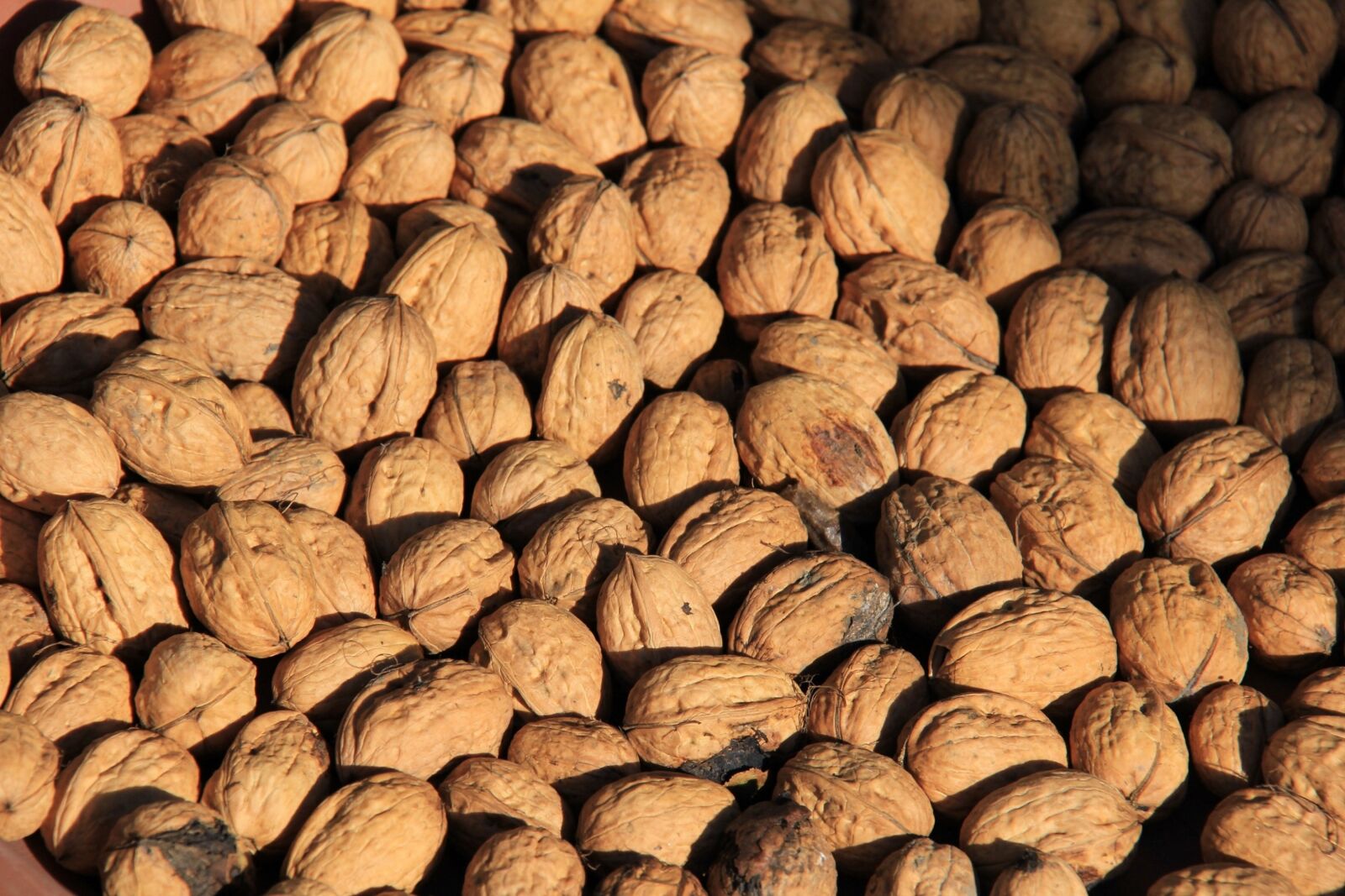 Canon EOS 60D sample photo. Tree nuts, quantitative, nuts photography