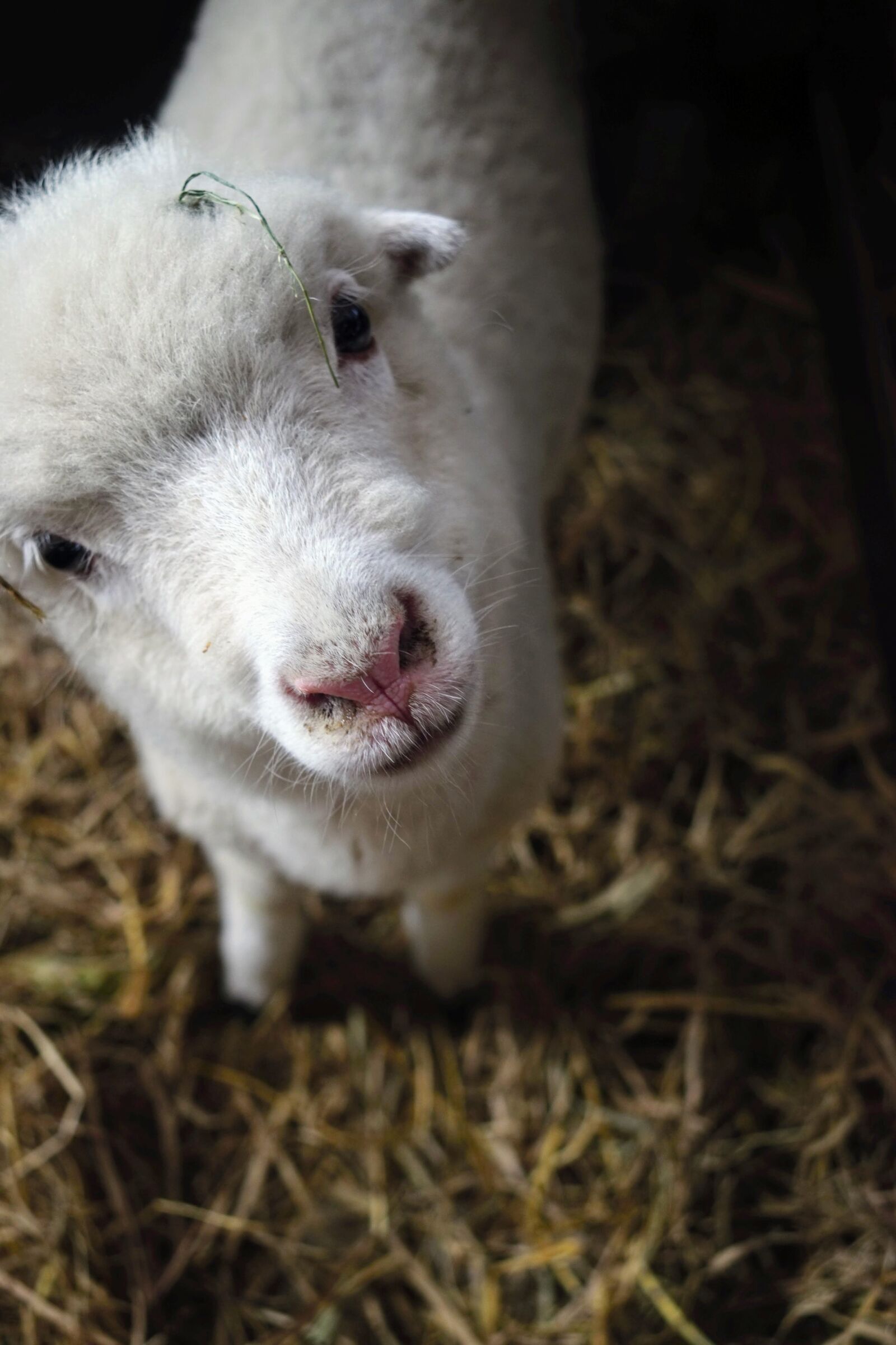 Nikon D5300 sample photo. Sheep, animal, lamb photography