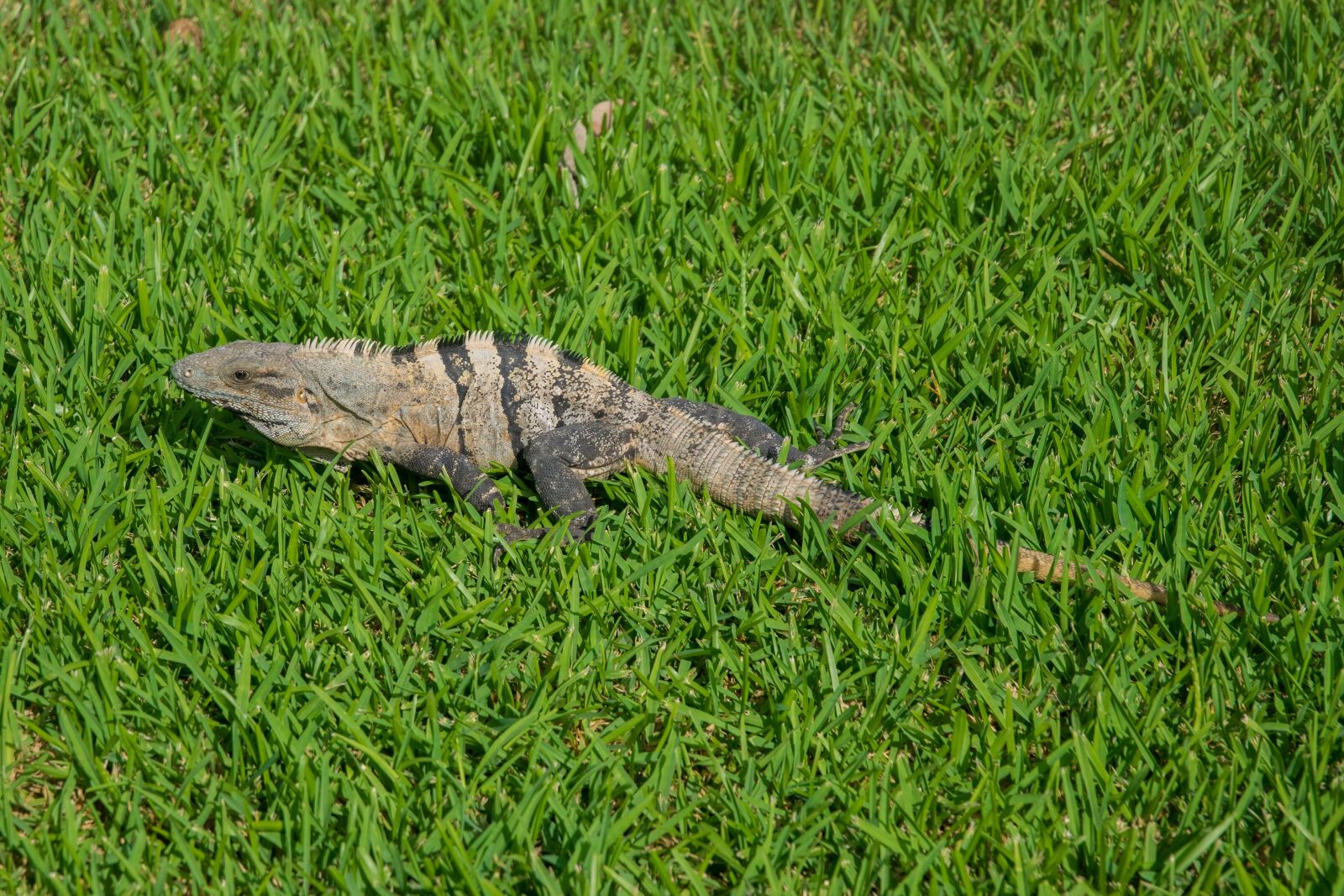 Nikon D5300 sample photo. Caribbean, tulum, iguana photography
