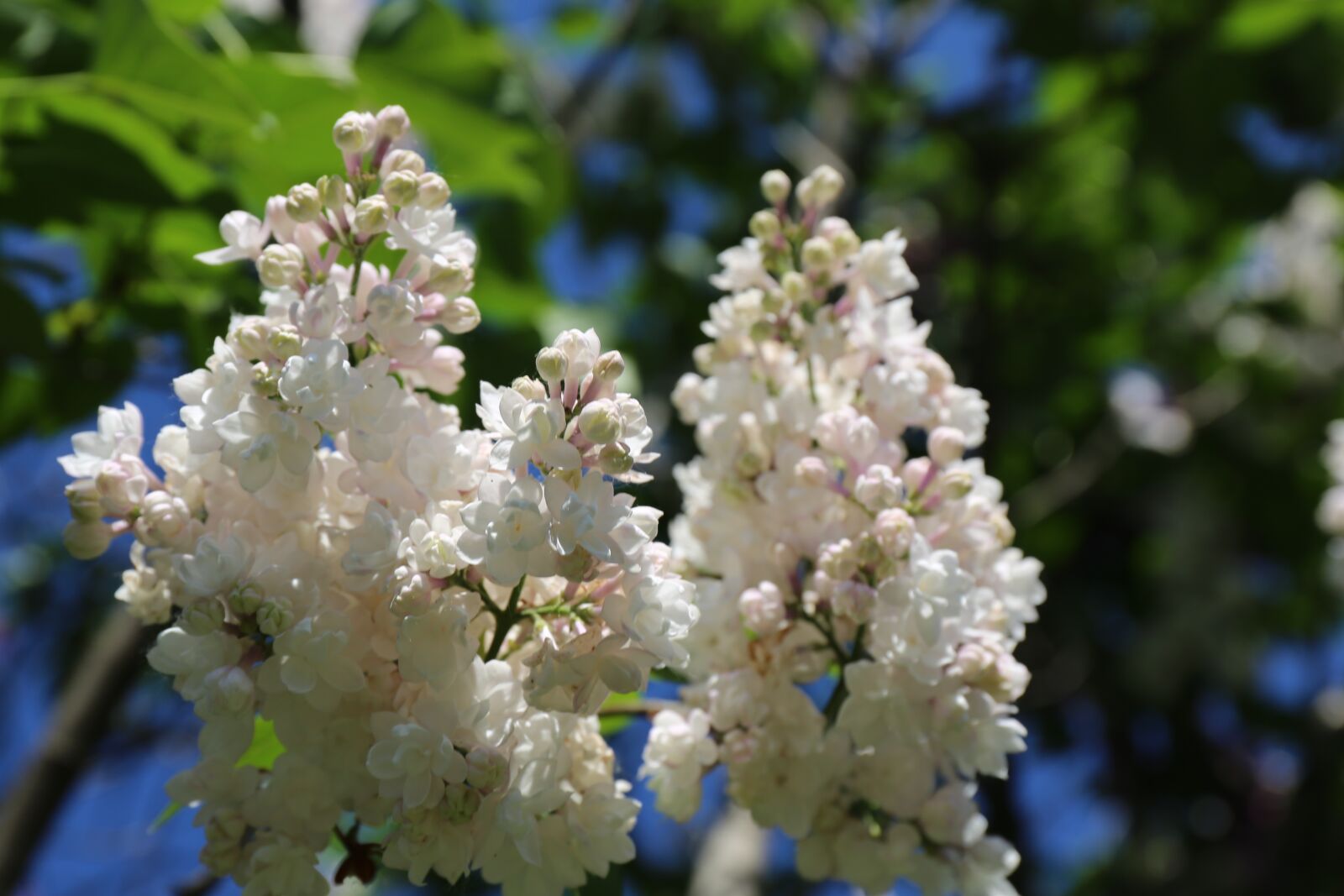 Canon EF 24-70mm F4L IS USM sample photo. Garden, flowering, floral photography