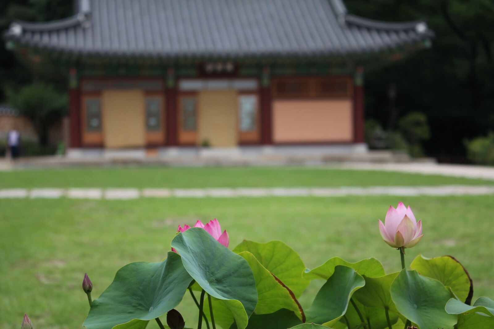 Canon EOS 550D (EOS Rebel T2i / EOS Kiss X4) sample photo. Lotus, flowers, nature photography