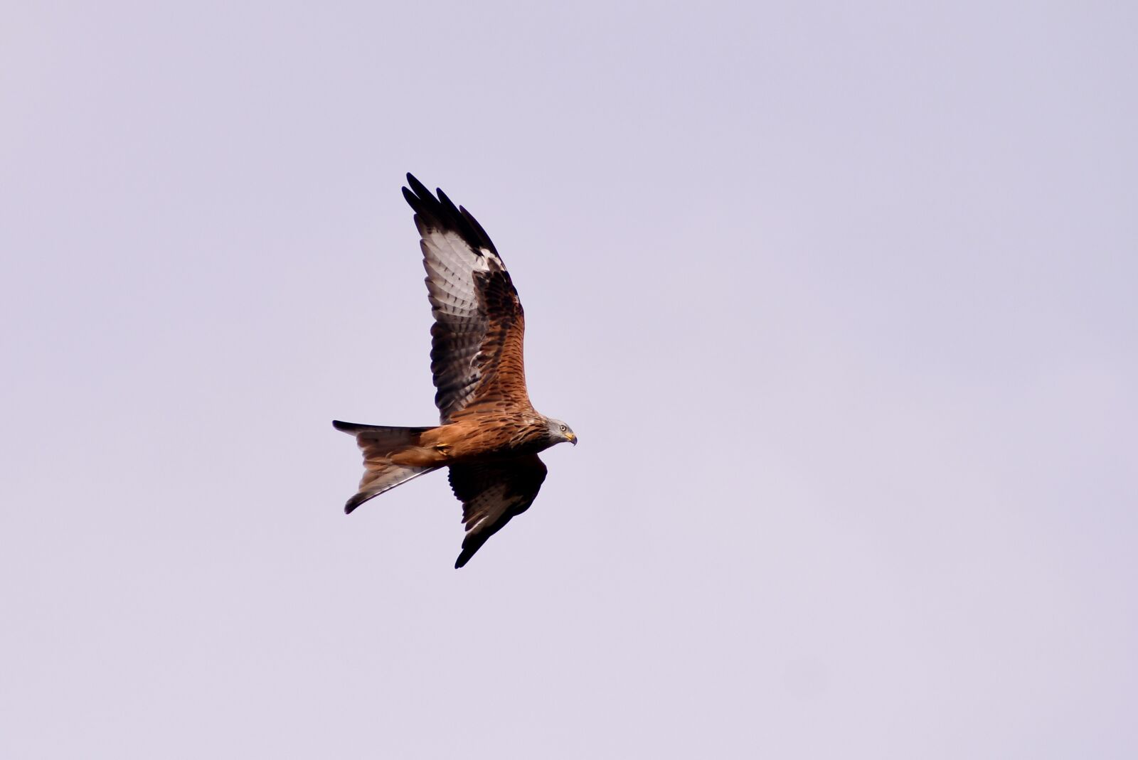 Nikon D500 sample photo. Red kite, bird of photography