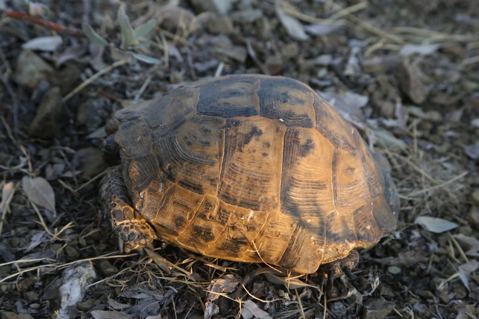 Canon EOS 6D + Canon EF 24-105mm F4L IS USM sample photo. Tortoise, turtle, reptile photography